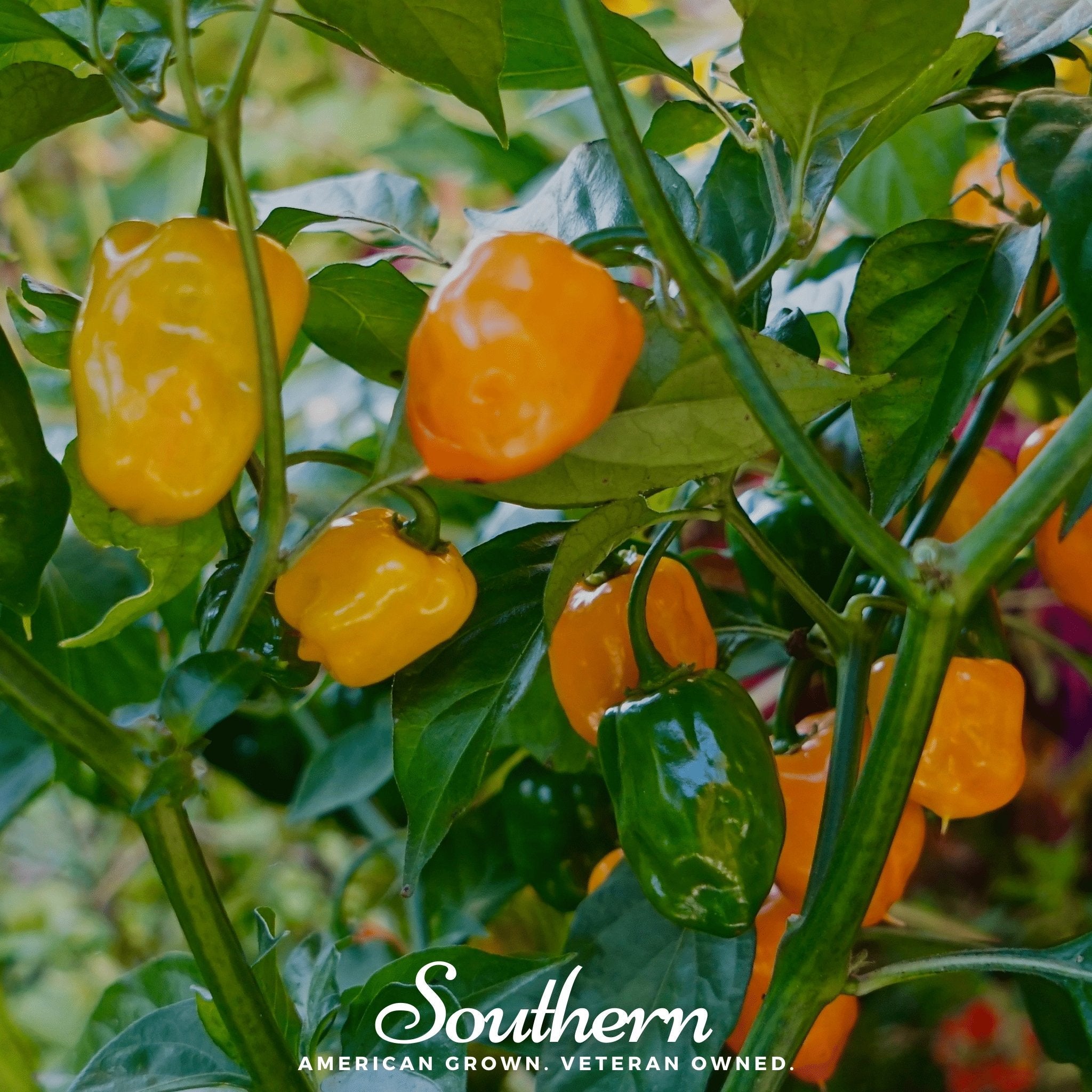 Pepper, Habanero, Orange (Capsicum chinense) - 30 Seeds seed packet from Seed Therapy – American - grown, heirloom seeds