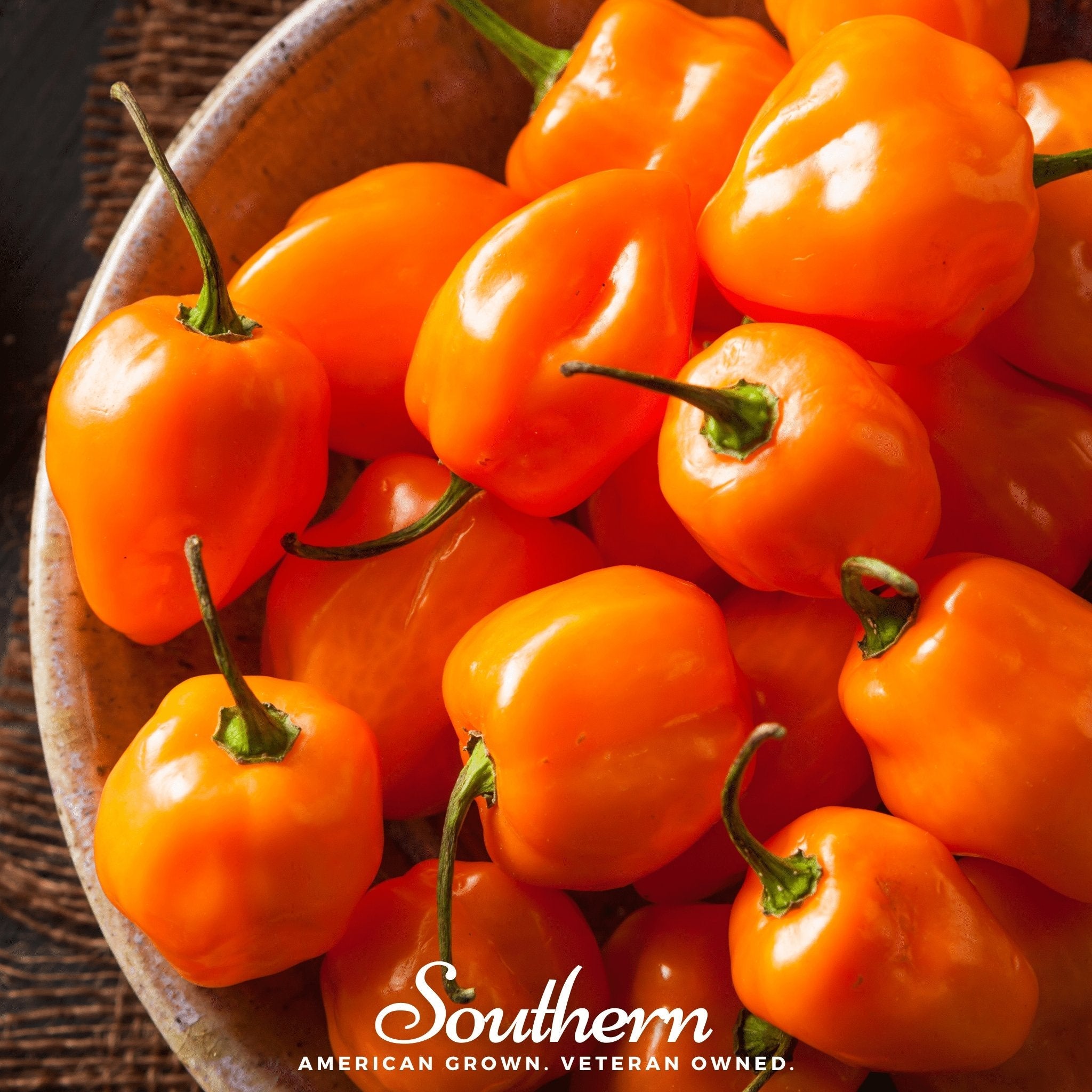 Pepper, Habanero, Orange (Capsicum chinense) - 30 Seeds seed packet from Seed Therapy – American - grown, heirloom seeds