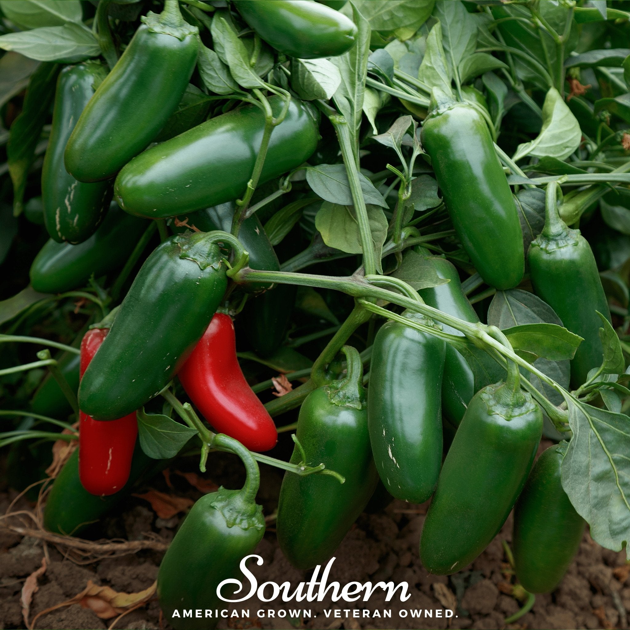 Pepper, Jalapeño Early (Capsicum annuum) - 25 Seeds seed packet from Seed Therapy – American - grown, heirloom seeds