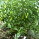 Pepper, Pepperoncini (Capsicum annuum) - 25 Seeds seed packet from Seed Therapy – American - grown, heirloom seeds
