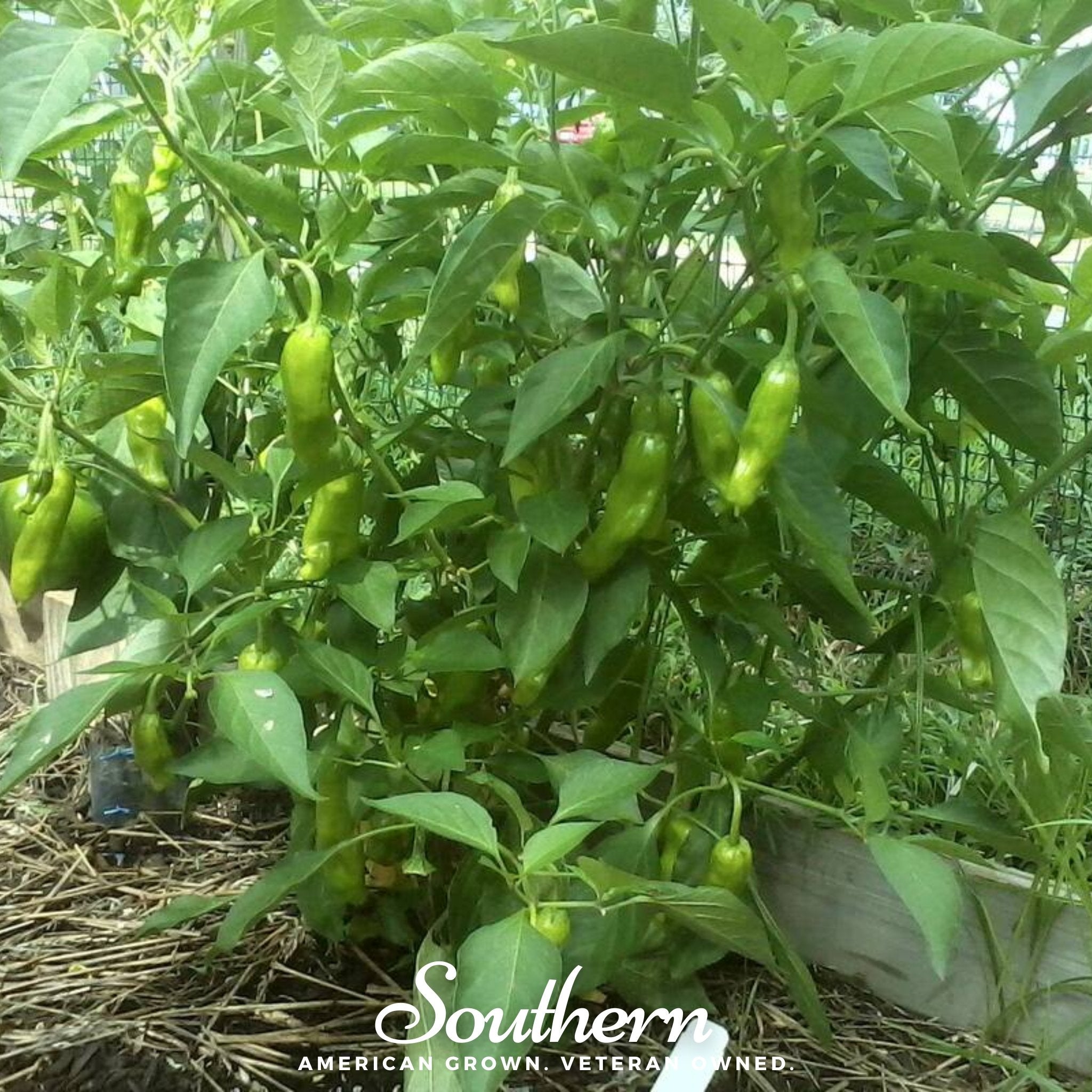 Pepper, Pepperoncini (Capsicum annuum) - 25 Seeds seed packet from Seed Therapy – American - grown, heirloom seeds