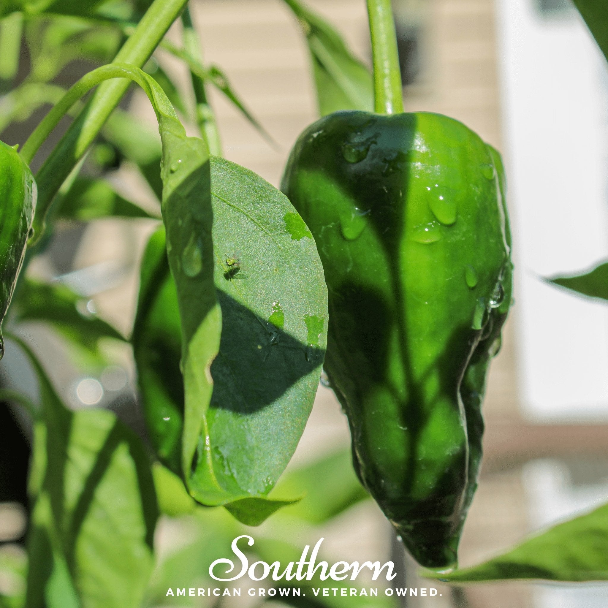 Pepper, Poblano Ancho Grande (Capsicum annuum) - 25 Seeds seed packet from Seed Therapy – American - grown, heirloom seeds