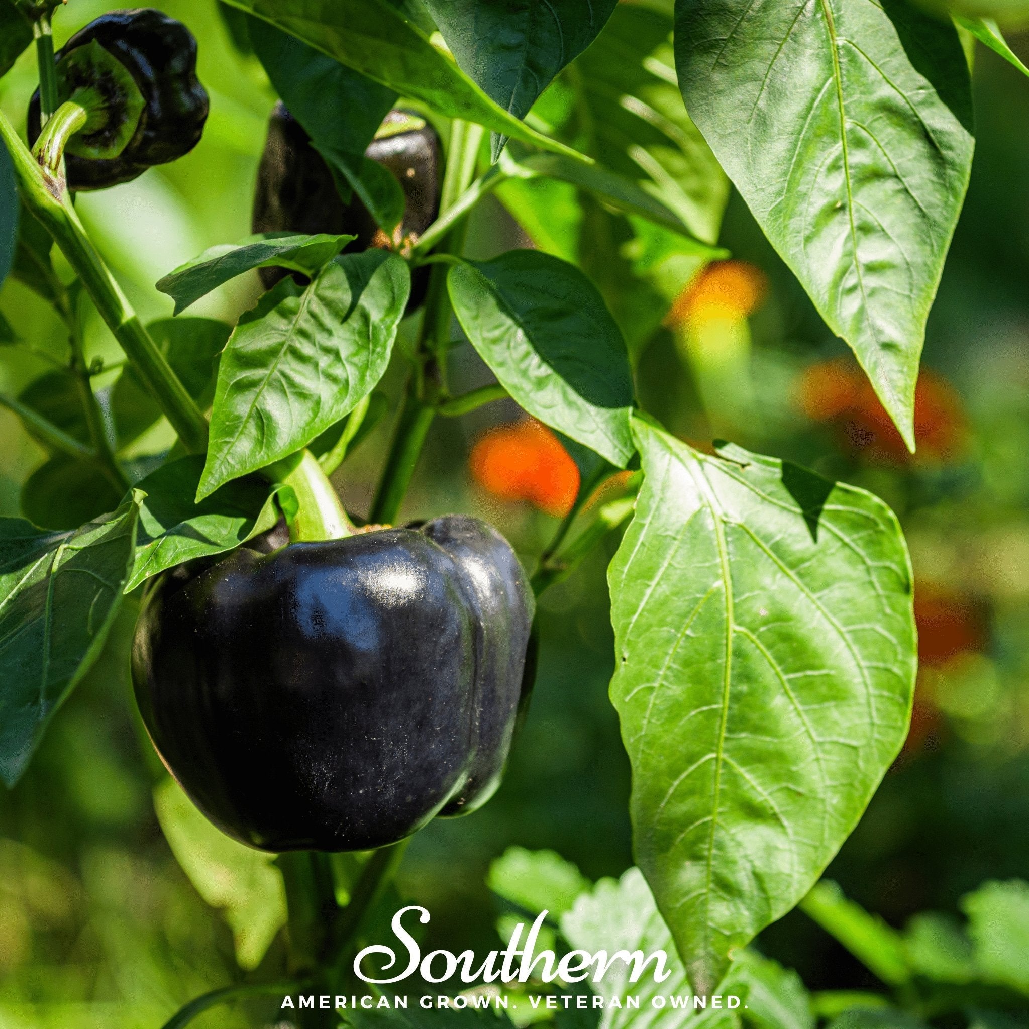Pepper, Purple Beauty, Sweet (Capsicum annuum) - 30 Seeds seed packet from Seed Therapy – American - grown, heirloom seeds