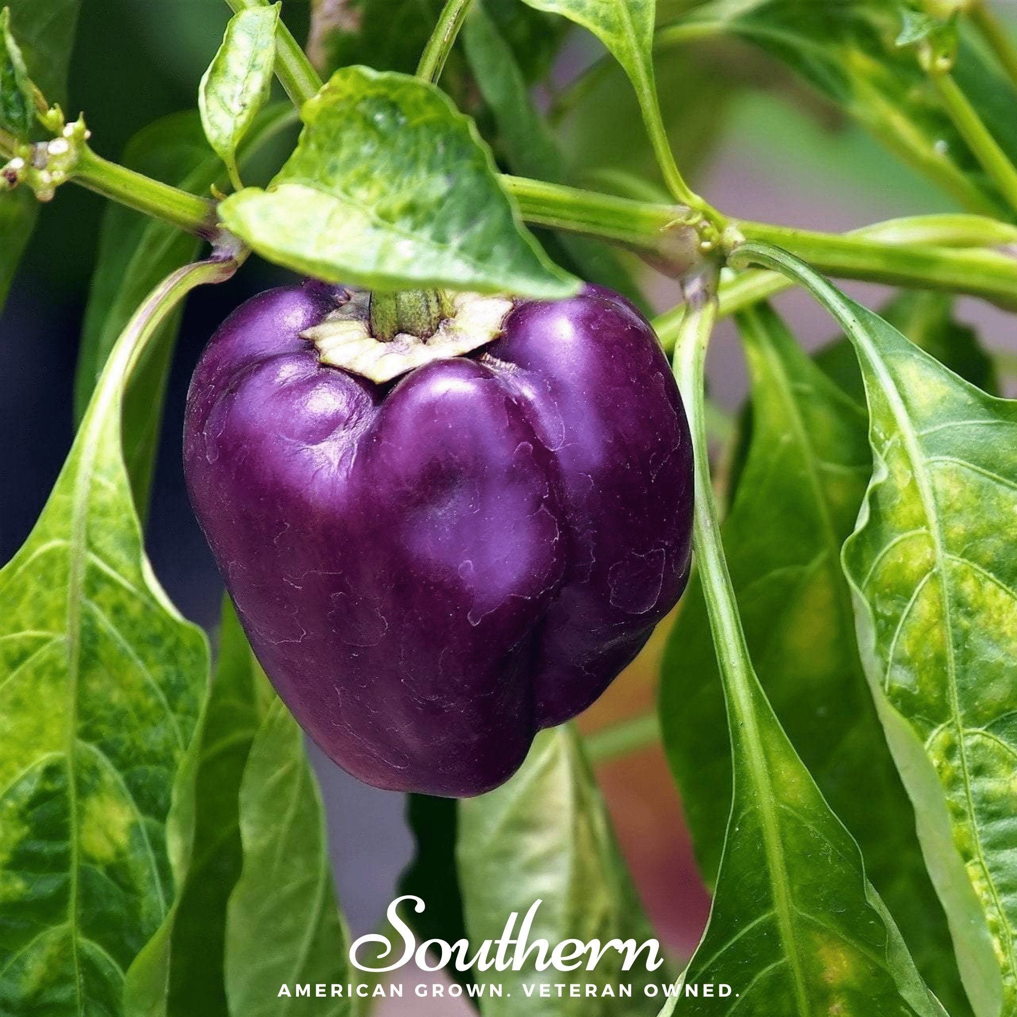Pepper, Purple Beauty, Sweet (Capsicum annuum) - 30 Seeds seed packet from Seed Therapy – American - grown, heirloom seeds