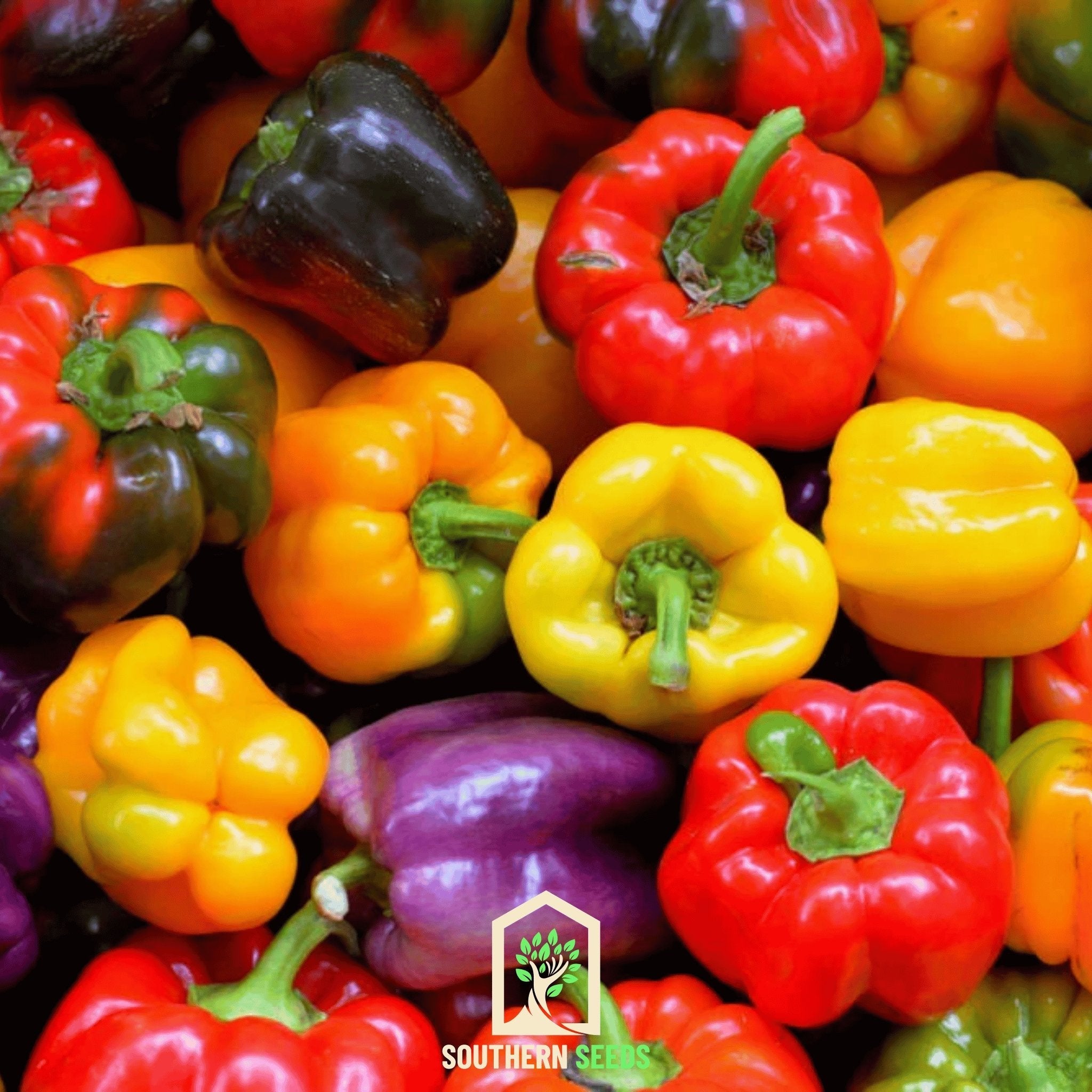 Pepper, Rainbow Bell Sweet (Capsicum annuum) - 25 Seeds seed packet from Seed Therapy – American - grown, heirloom seeds
