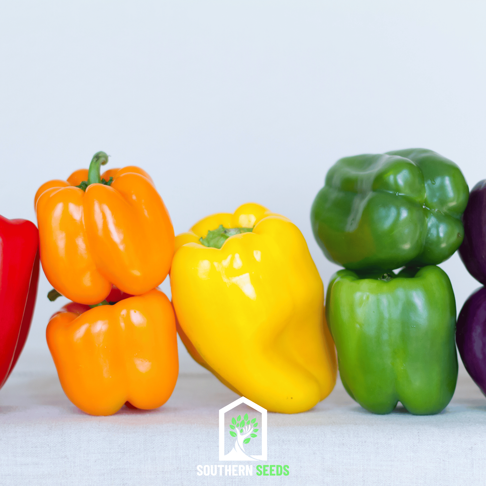 Pepper, Rainbow Bell Sweet (Capsicum annuum) - 25 Seeds seed packet from Seed Therapy – American - grown, heirloom seeds