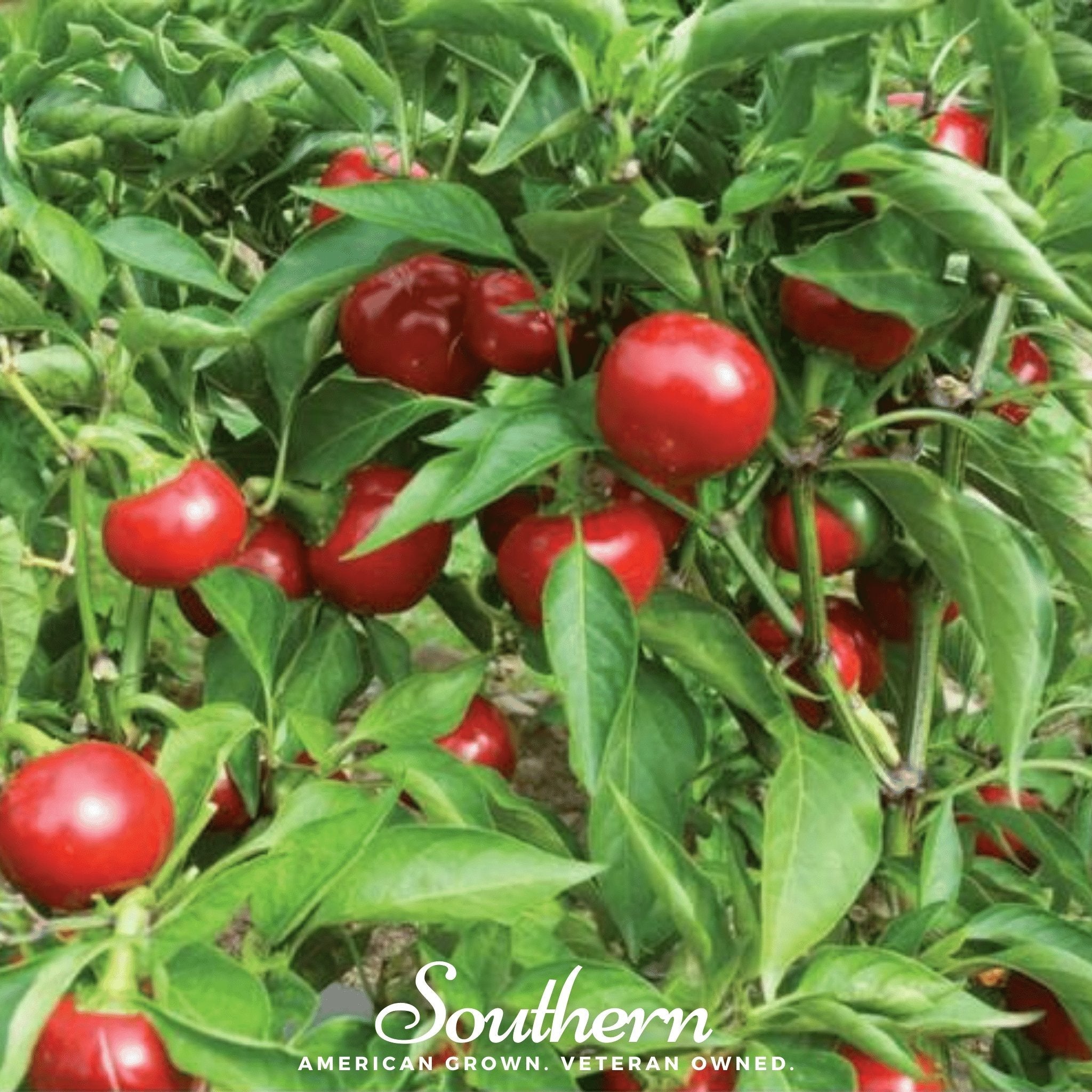 Pepper, Red Hot Cherry (Capsicum annuum) - 25 Seeds seed packet from Seed Therapy – American - grown, heirloom seeds
