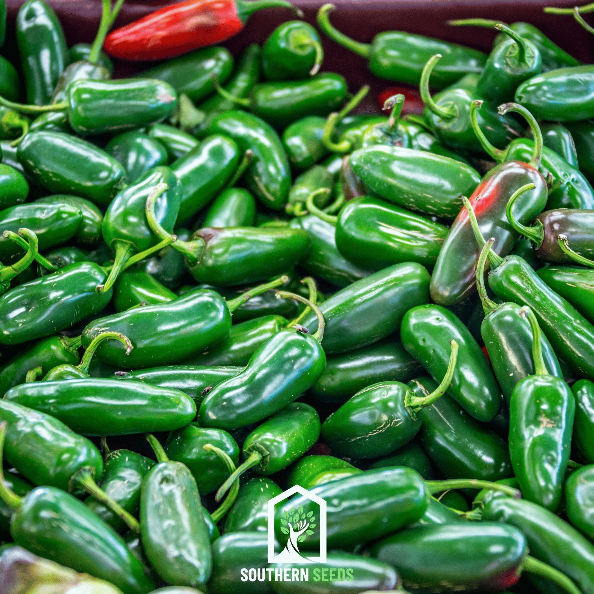 Pepper Seed Collection - 6 Essential Heirloom Peppers seed packet from Seed Therapy – American - grown, heirloom seeds