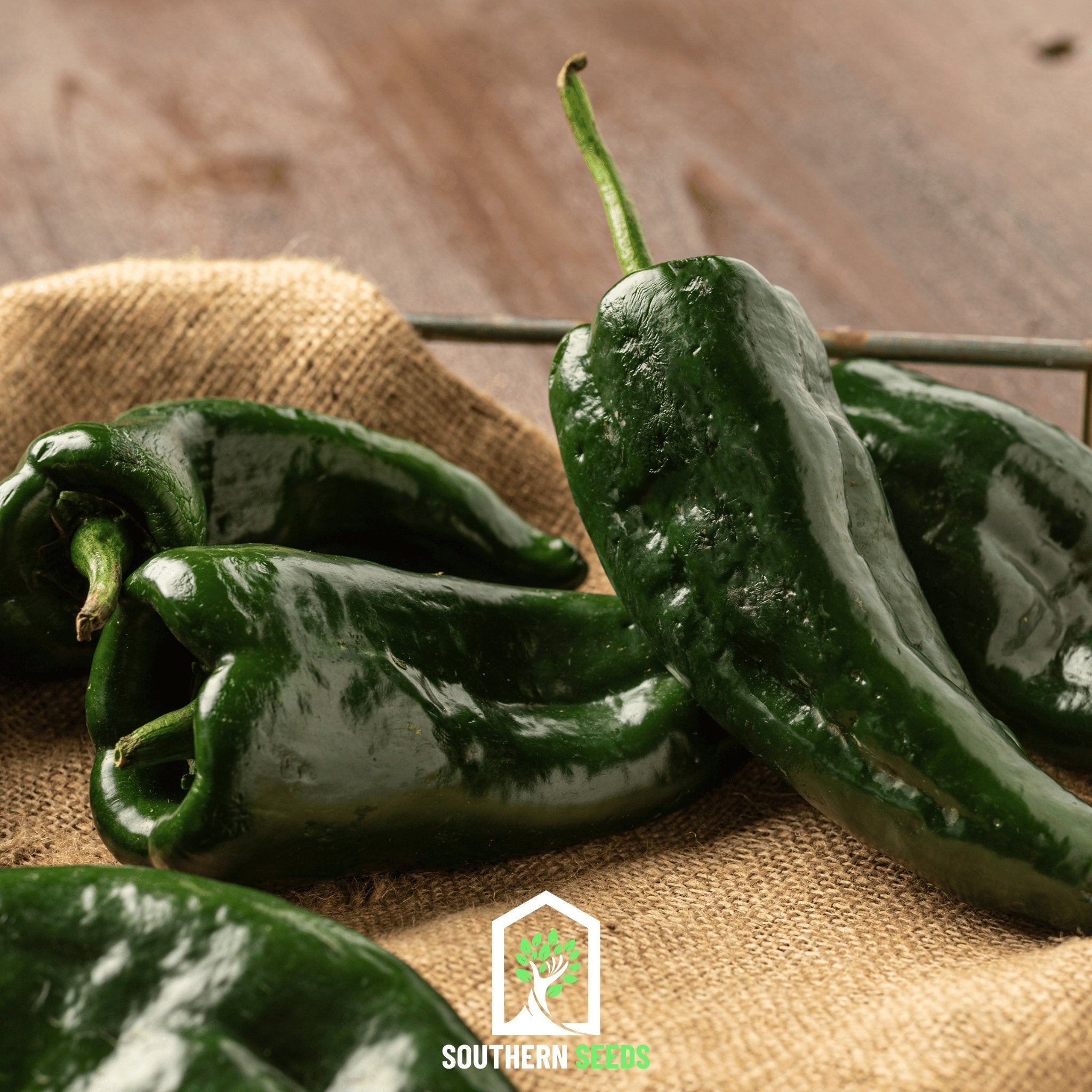 Pepper Seed Collection - 6 Essential Heirloom Peppers seed packet from Seed Therapy – American - grown, heirloom seeds