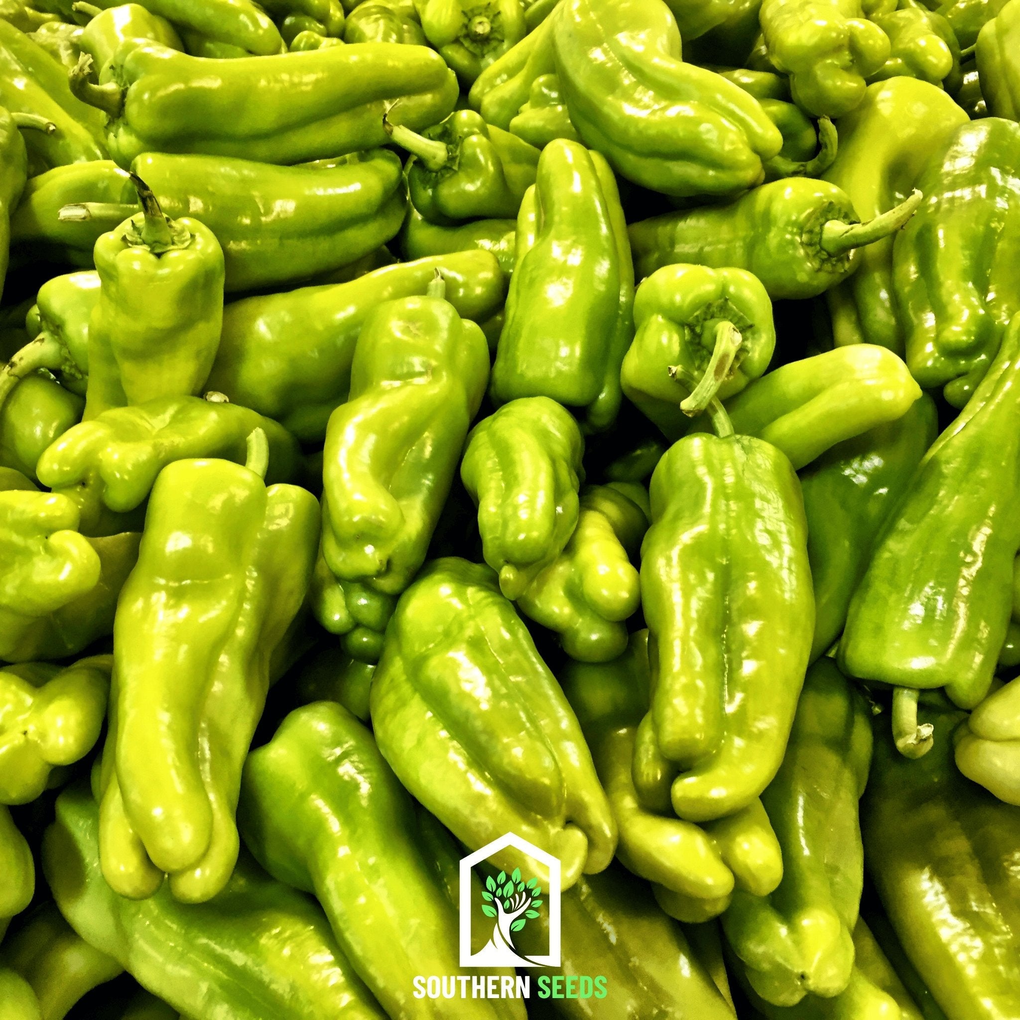 Pepper Seed Collection - 6 Essential Heirloom Peppers seed packet from Seed Therapy – American - grown, heirloom seeds