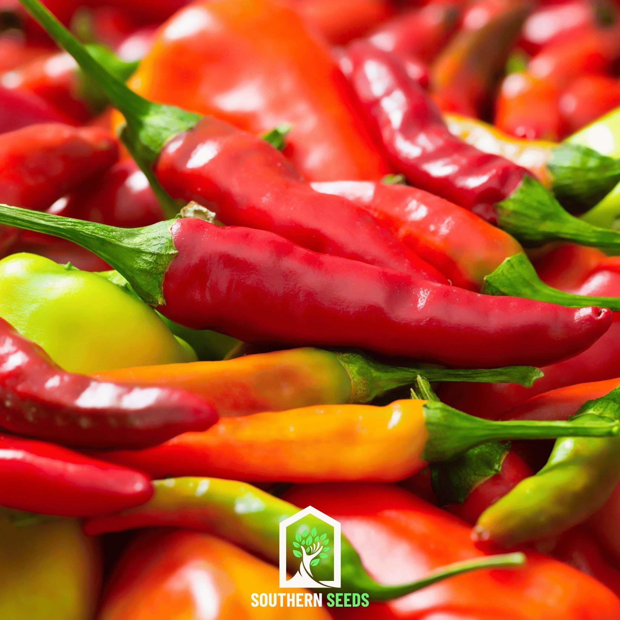 Pepper Seed Collection - 6 Essential Heirloom Peppers seed packet from Seed Therapy – American - grown, heirloom seeds