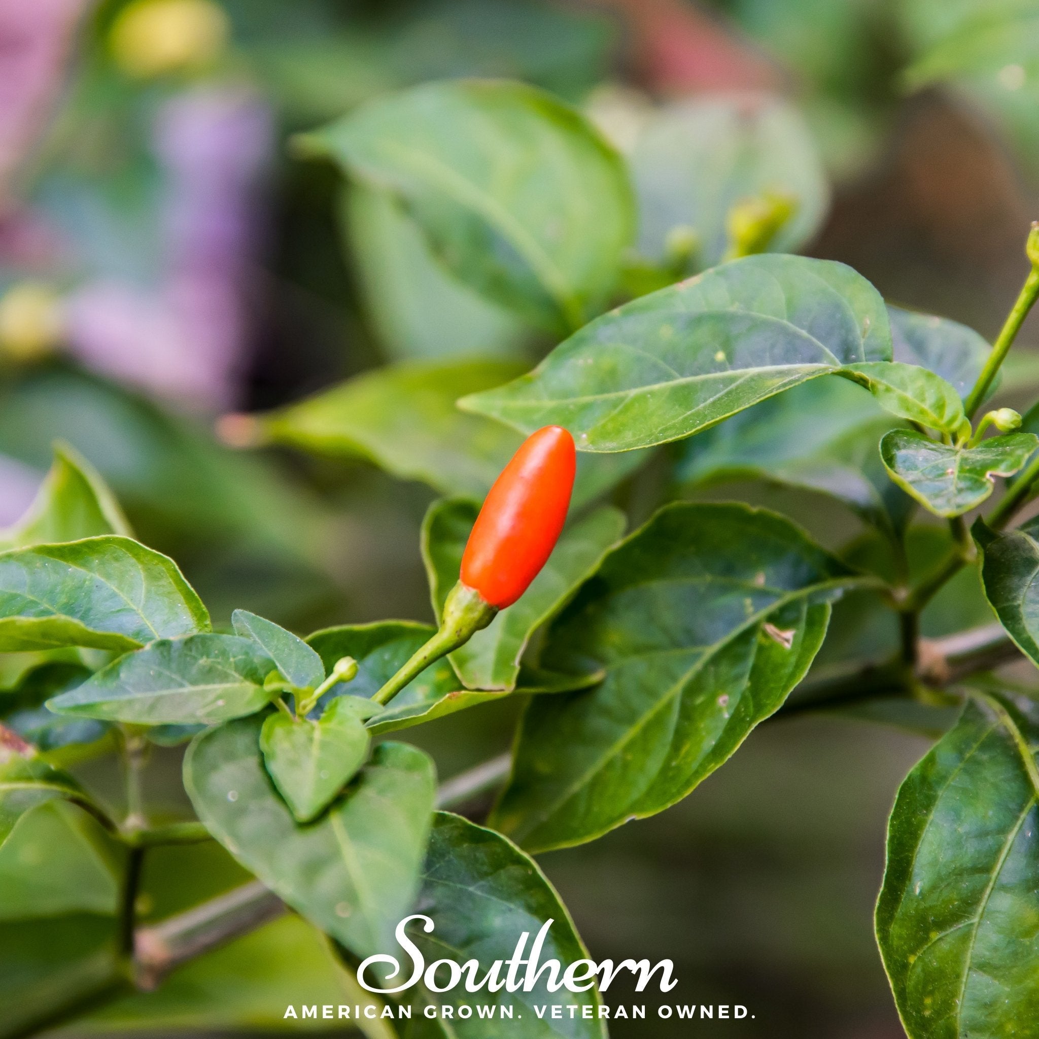 Pepper, Tabasco (Capsicum frutescens) - 50 Seeds seed packet from Seed Therapy – American - grown, heirloom seeds
