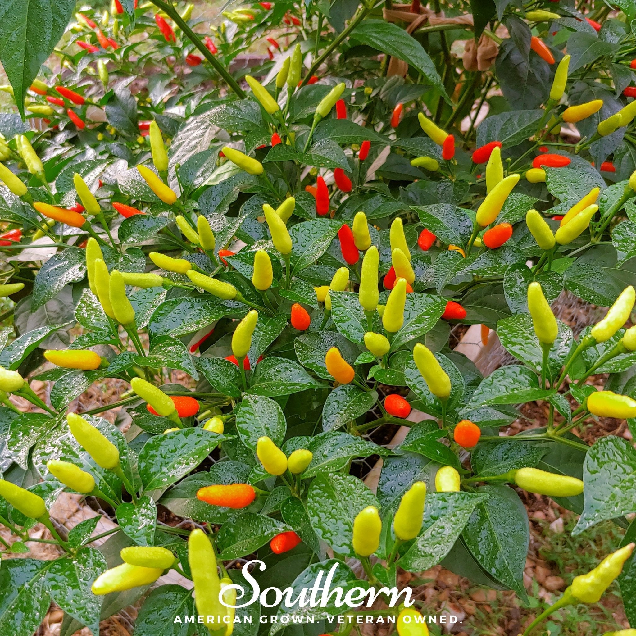 Pepper, Tabasco (Capsicum frutescens) - 50 Seeds seed packet from Seed Therapy – American - grown, heirloom seeds