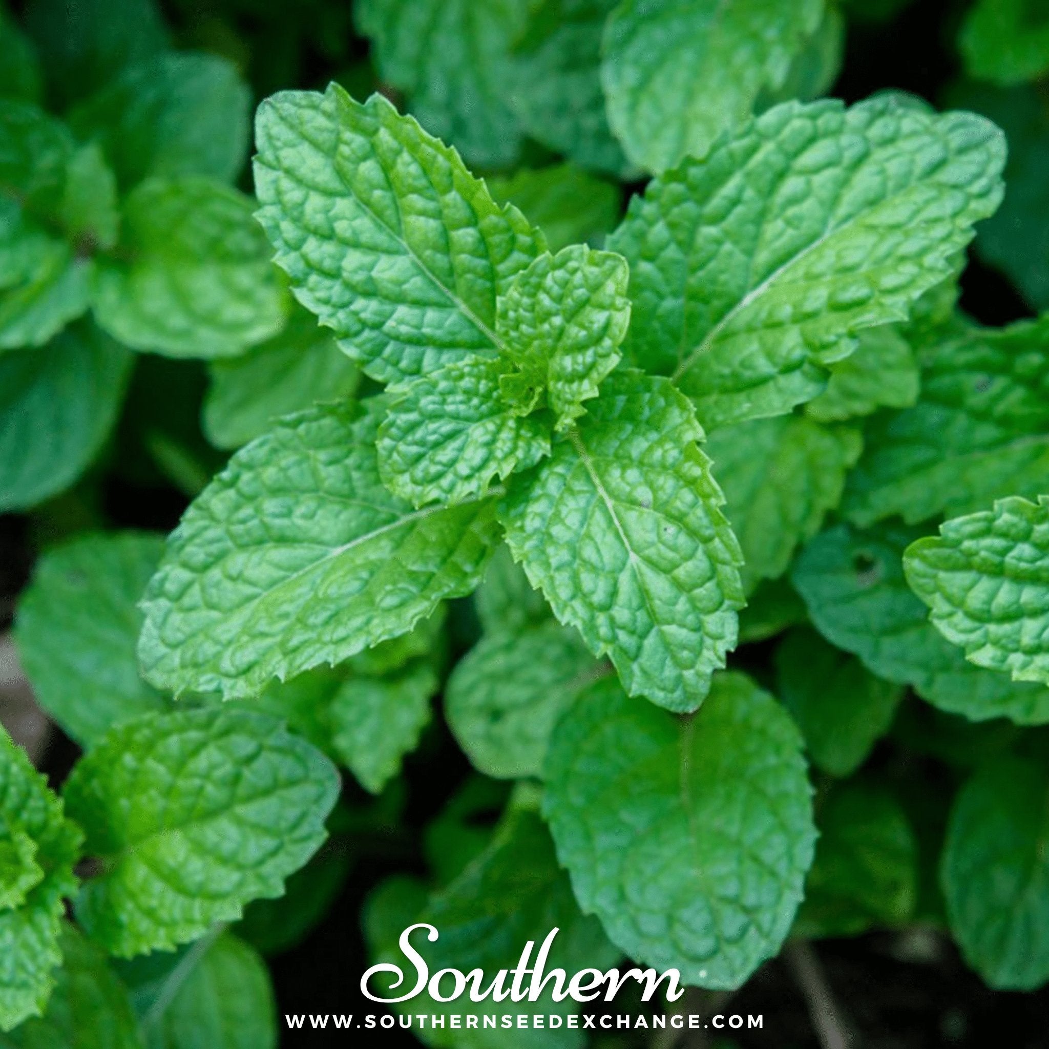 Peppermint (Mentha piperita) - 100 Seeds seed packet from Seed Therapy – American - grown, heirloom seeds