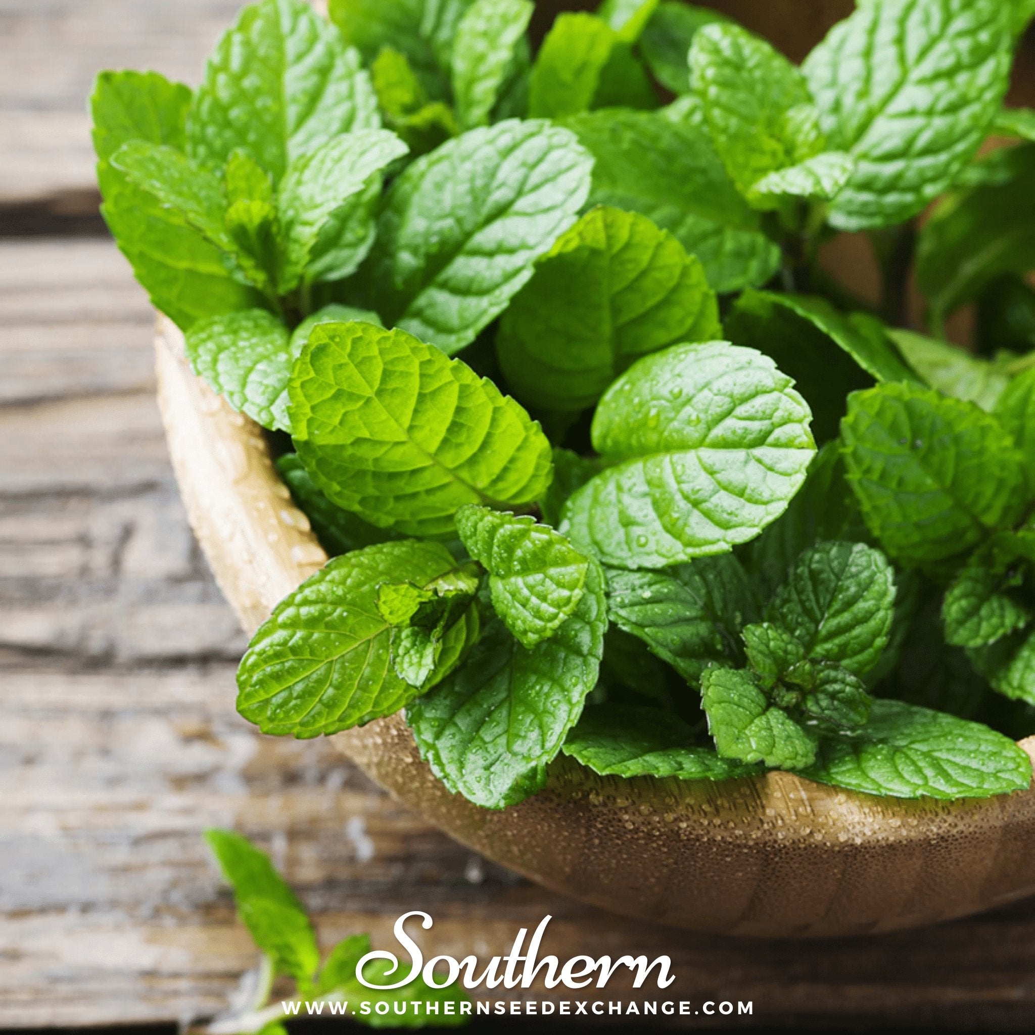 Peppermint (Mentha piperita) - 100 Seeds seed packet from Seed Therapy – American - grown, heirloom seeds