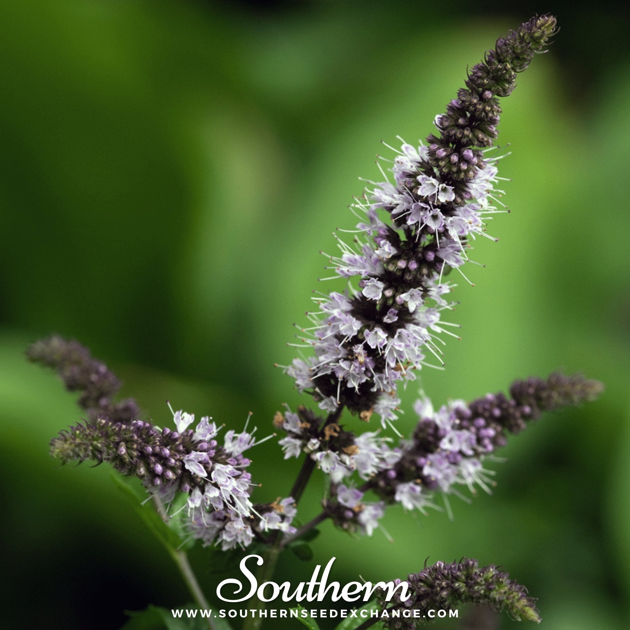 Peppermint (Mentha piperita) - 100 Seeds seed packet from Seed Therapy – American - grown, heirloom seeds