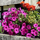 Petunia, Shanin Wild (Petunia violacea) - 250 Seeds seed packet from Seed Therapy – American - grown, heirloom seeds