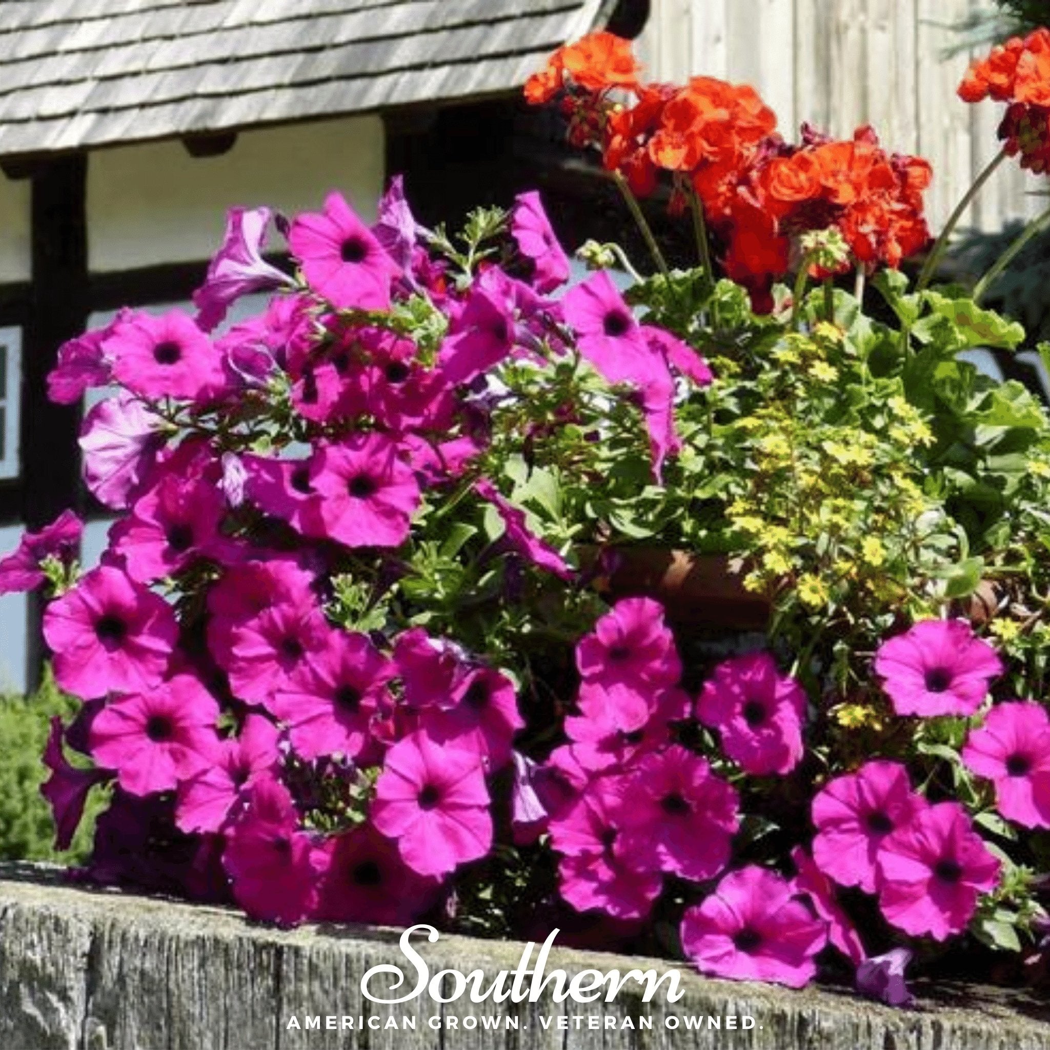 Petunia, Shanin Wild (Petunia violacea) - 250 Seeds seed packet from Seed Therapy – American - grown, heirloom seeds
