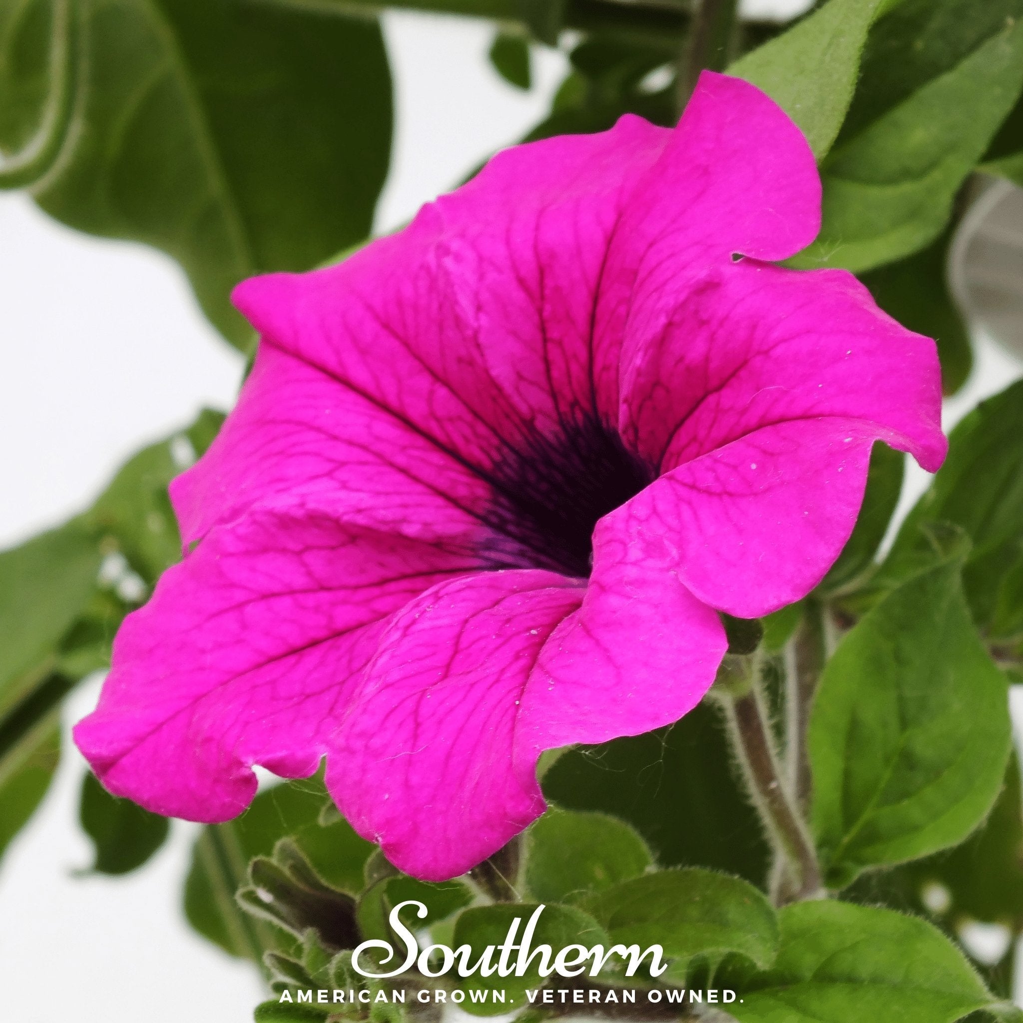 Petunia, Shanin Wild (Petunia violacea) - 250 Seeds seed packet from Seed Therapy – American - grown, heirloom seeds