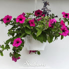 Petunia, Shanin Wild (Petunia violacea) - 250 Seeds seed packet from Seed Therapy – American - grown, heirloom seeds