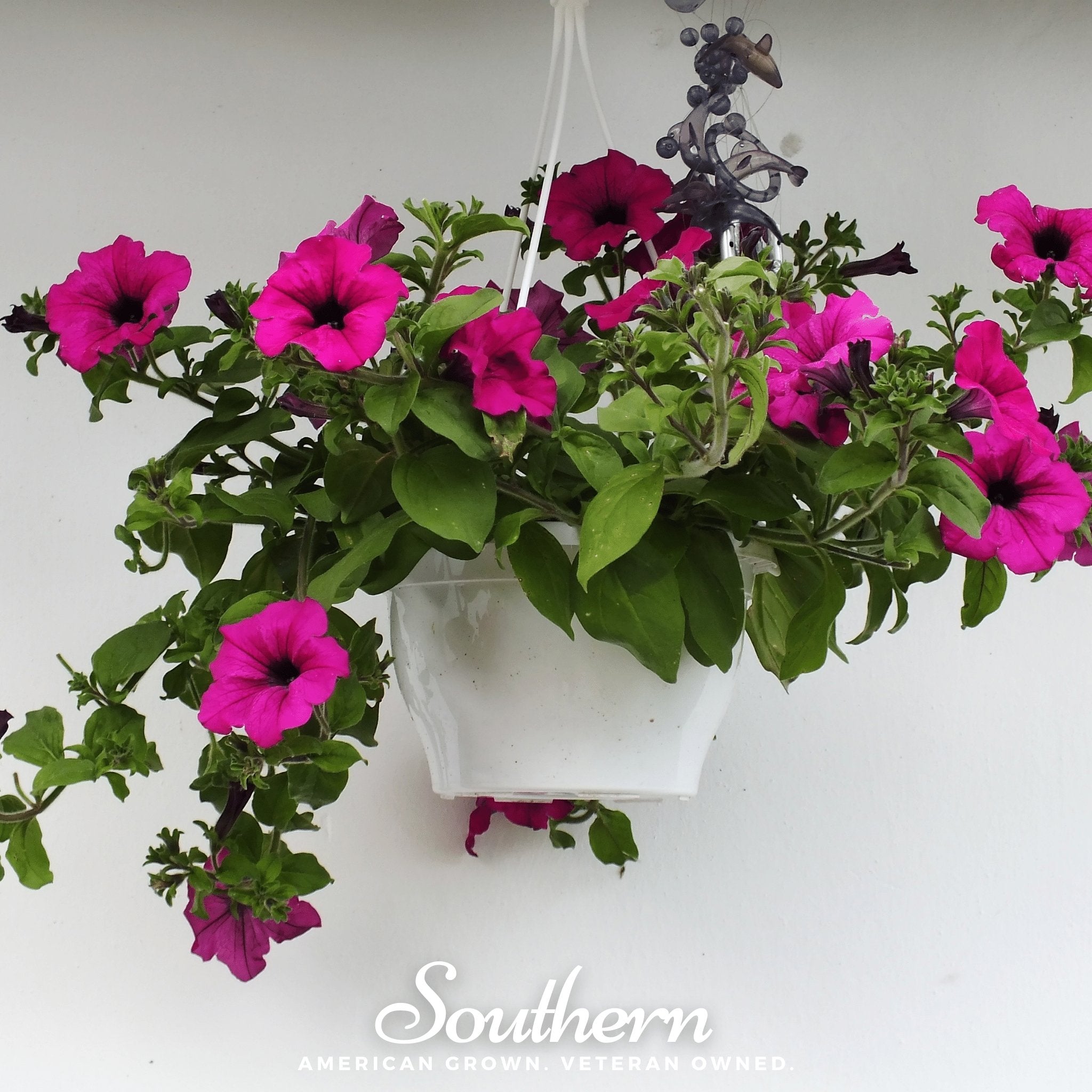 Petunia, Shanin Wild (Petunia violacea) - 250 Seeds seed packet from Seed Therapy – American - grown, heirloom seeds