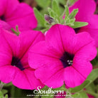 Petunia, Shanin Wild (Petunia violacea) - 250 Seeds seed packet from Seed Therapy – American - grown, heirloom seeds