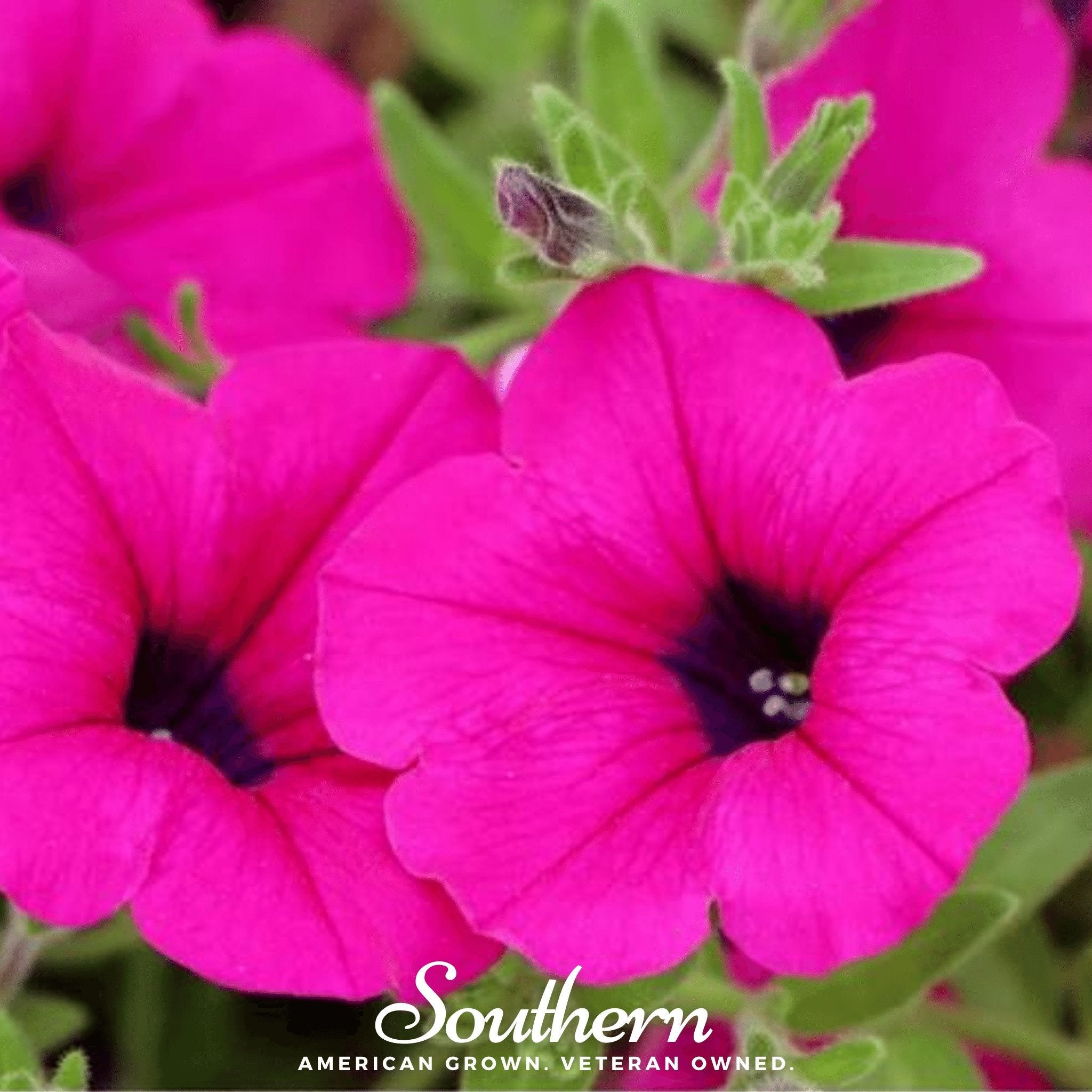 Petunia, Shanin Wild (Petunia violacea) - 250 Seeds seed packet from Seed Therapy – American - grown, heirloom seeds