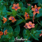 Pimpernel, Scarlet (Anagallis Arvensis) - 100 Seeds seed packet from Seed Therapy – American - grown, heirloom seeds
