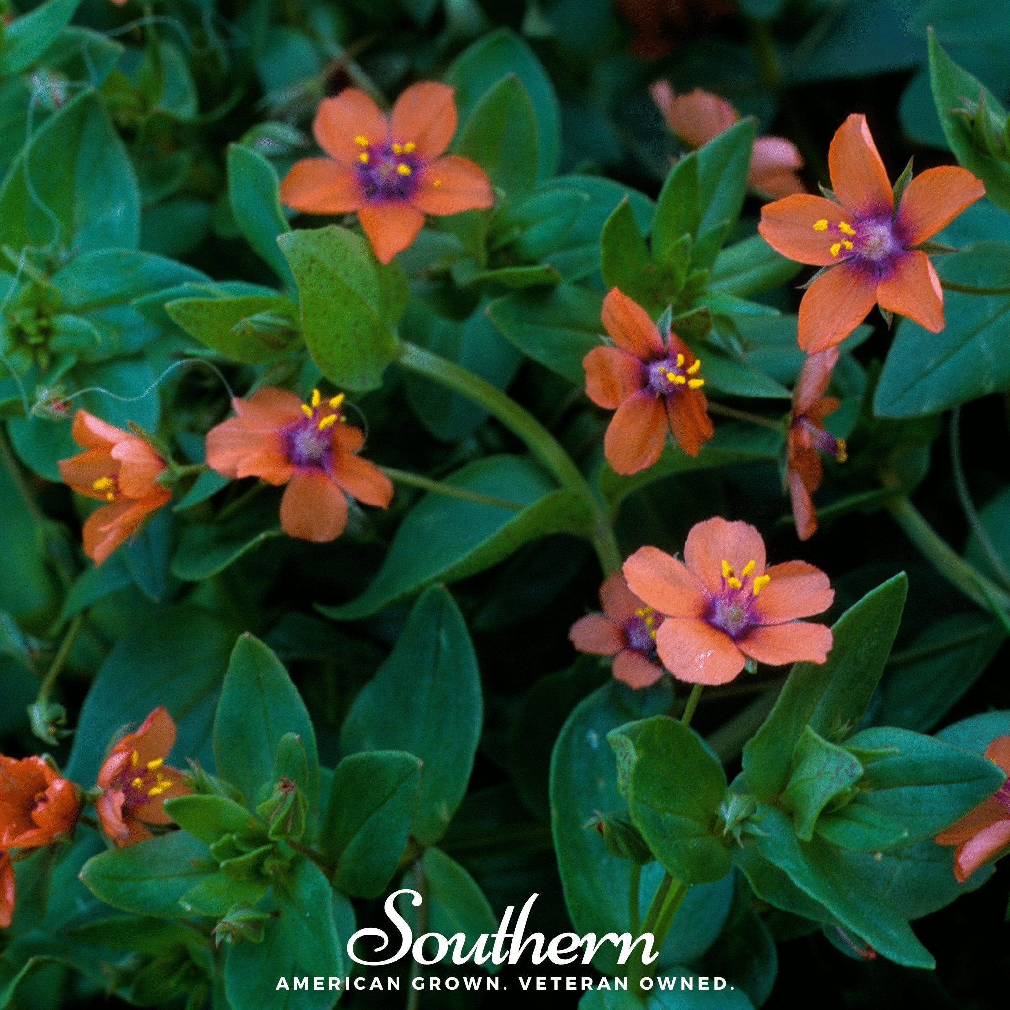 Pimpernel, Scarlet (Anagallis Arvensis) - 100 Seeds seed packet from Seed Therapy – American - grown, heirloom seeds