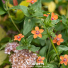 Pimpernel, Scarlet (Anagallis Arvensis) - 100 Seeds seed packet from Seed Therapy – American - grown, heirloom seeds