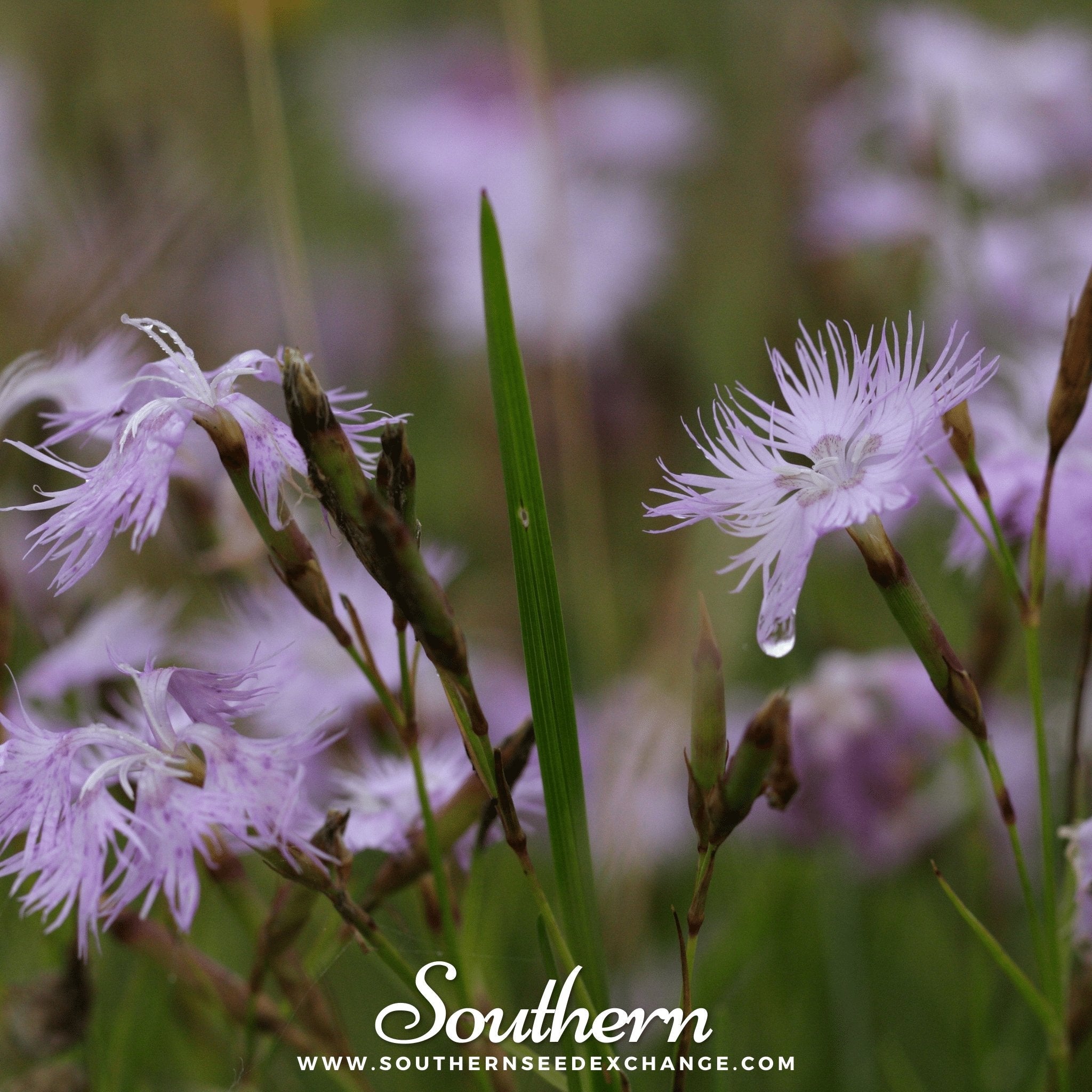 Pinks, Fringed (Dianthus superbus) - 200 Seeds seed packet from Seed Therapy – American - grown, heirloom seeds