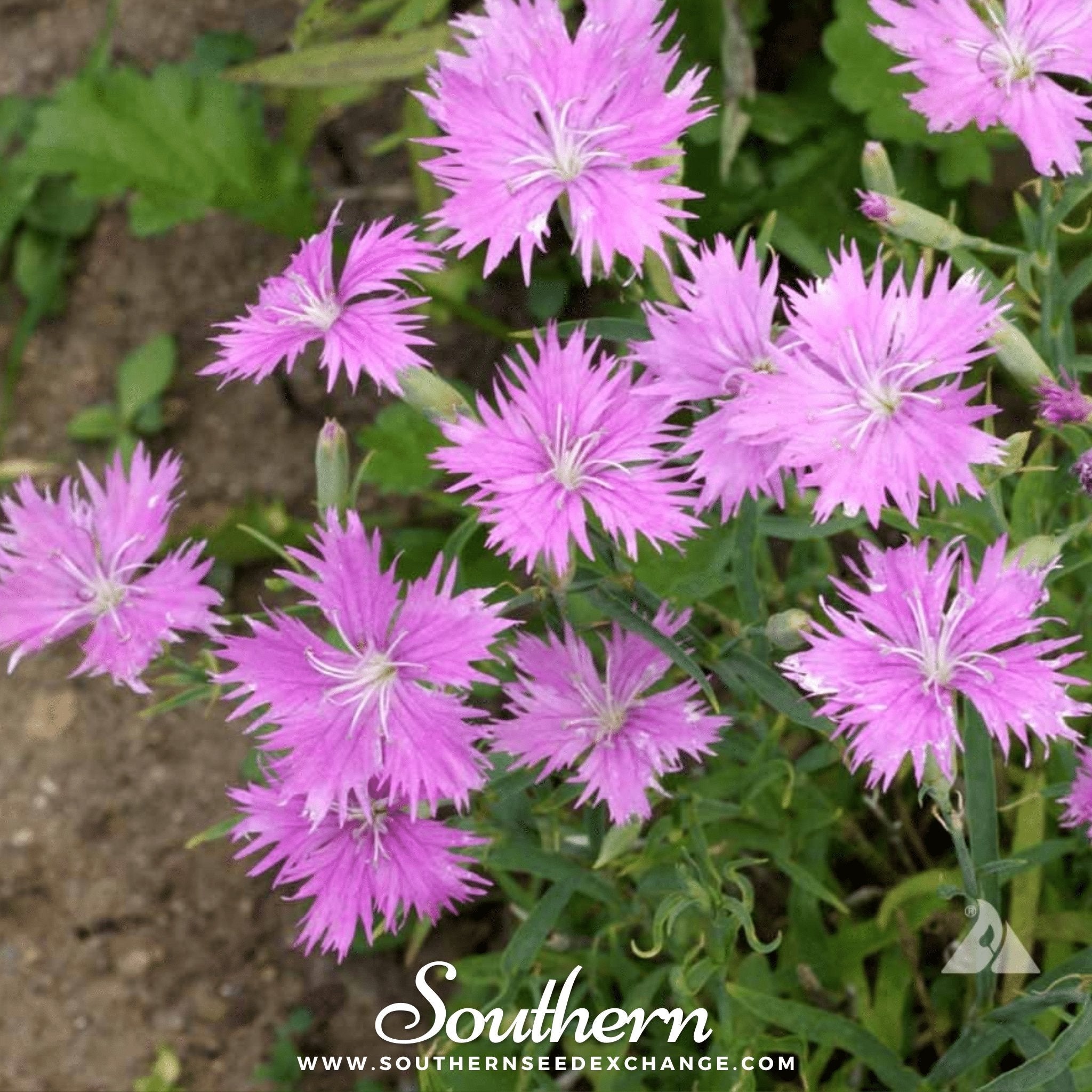 Pinks, Fringed (Dianthus superbus) - 200 Seeds seed packet from Seed Therapy – American - grown, heirloom seeds