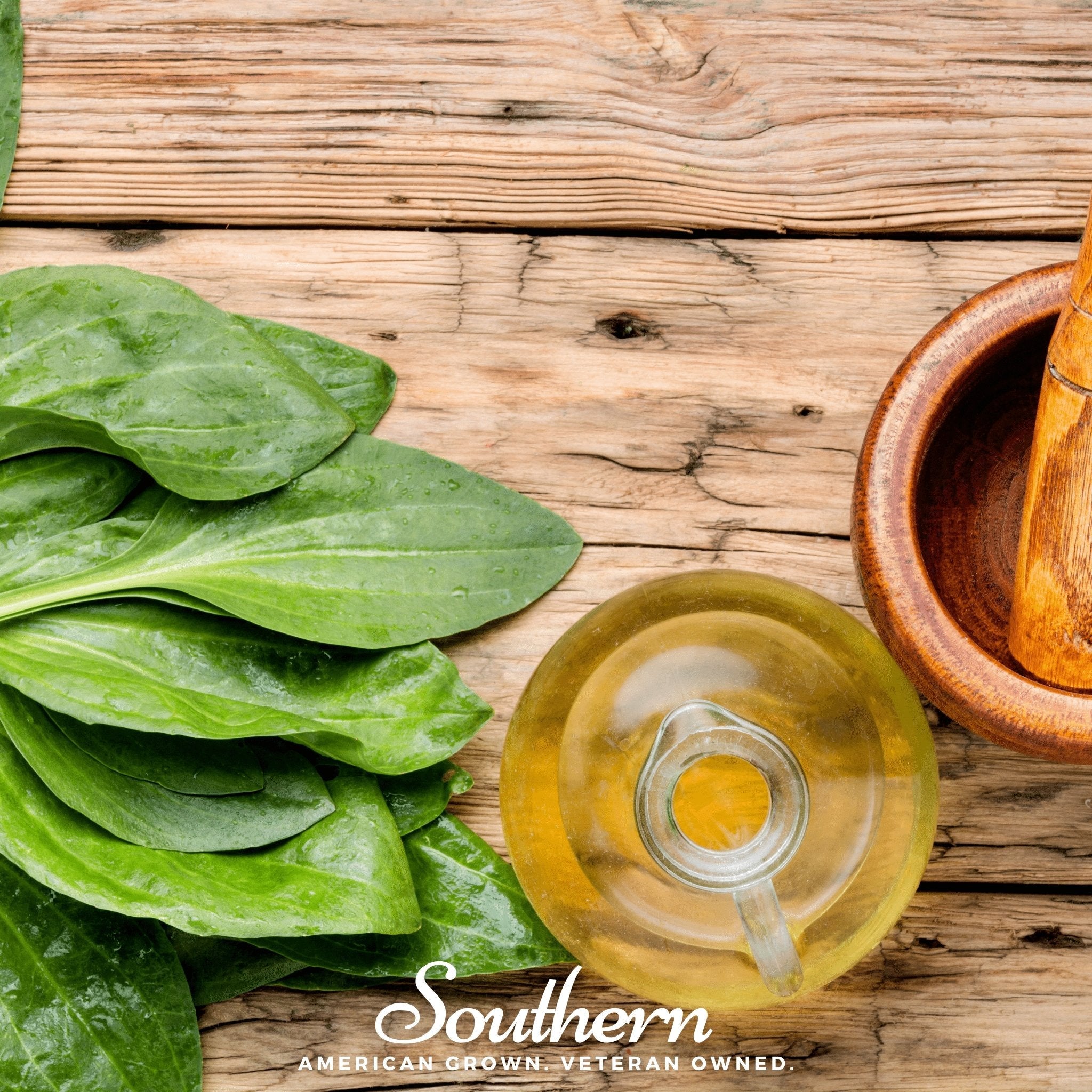 Plantain, Common (Plantago major Rosularis) - 100 Seeds seed packet from Seed Therapy – American - grown, heirloom seeds