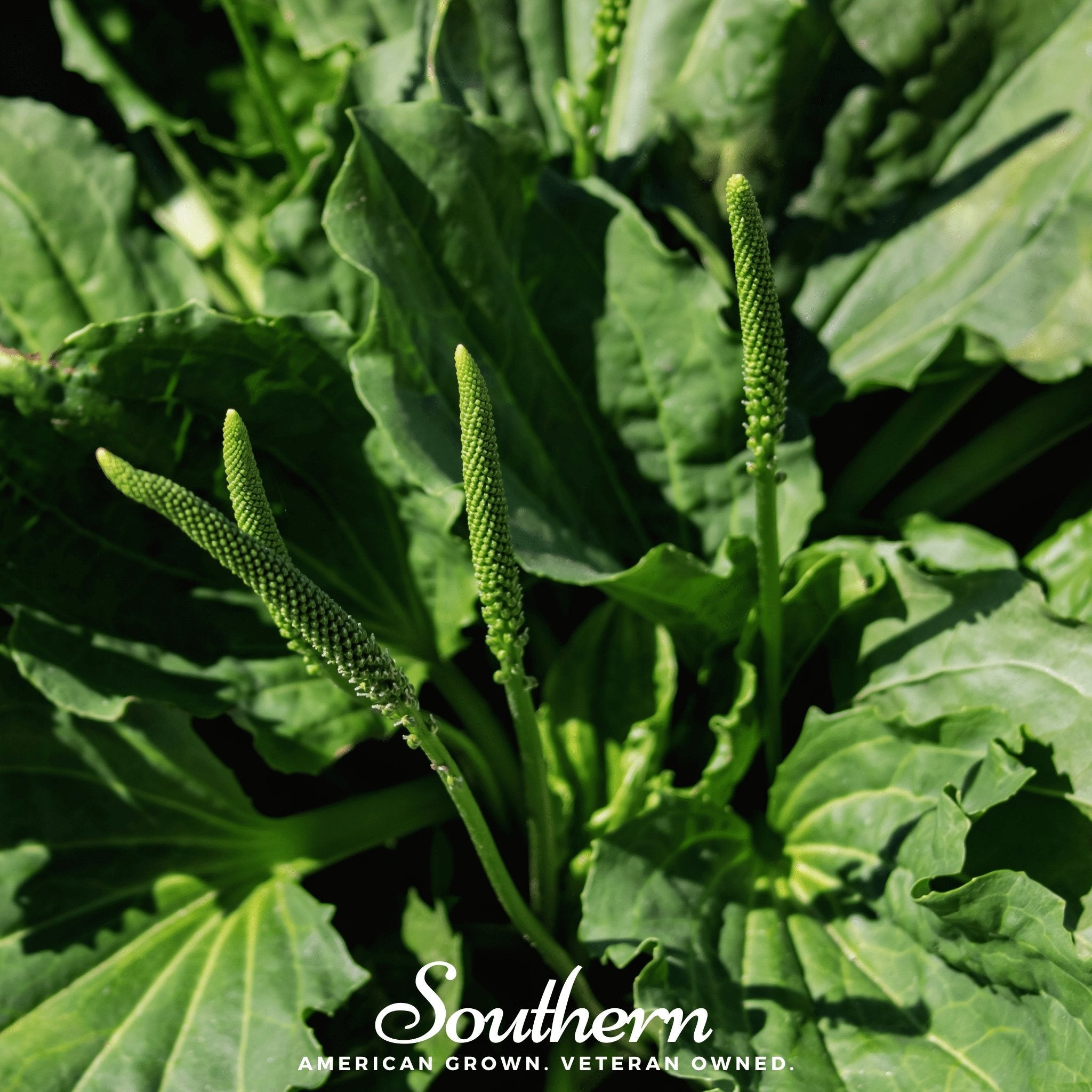 Plantain, Common (Plantago major Rosularis) - 100 Seeds seed packet from Seed Therapy – American - grown, heirloom seeds