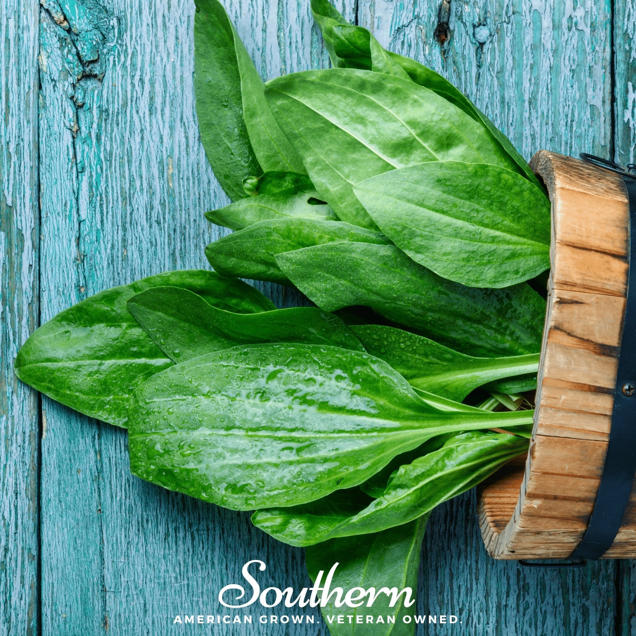 Plantain, Common (Plantago major Rosularis) - 100 Seeds seed packet from Seed Therapy – American - grown, heirloom seeds