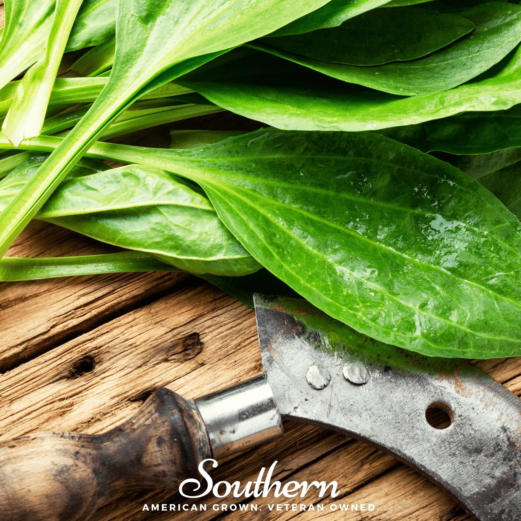 Plantain, Common (Plantago major Rosularis) - 100 Seeds seed packet from Seed Therapy – American - grown, heirloom seeds