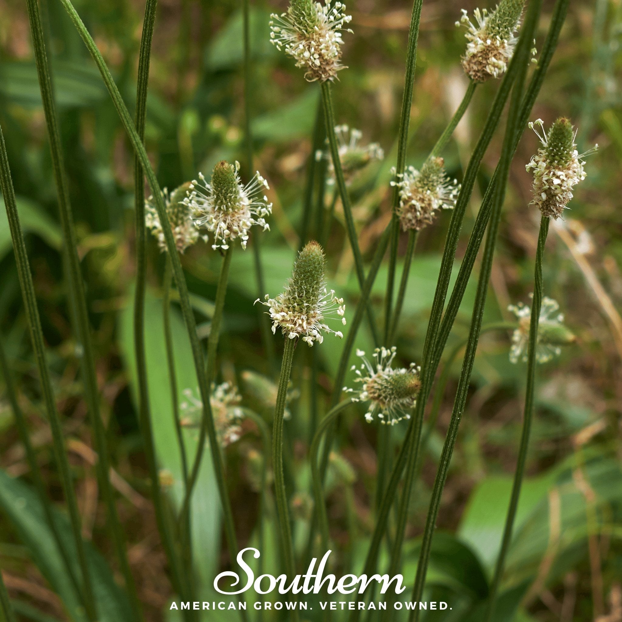 Plantain, English (Plantago lanceolata) - 100 Seeds seed packet from Seed Therapy – American - grown, heirloom seeds