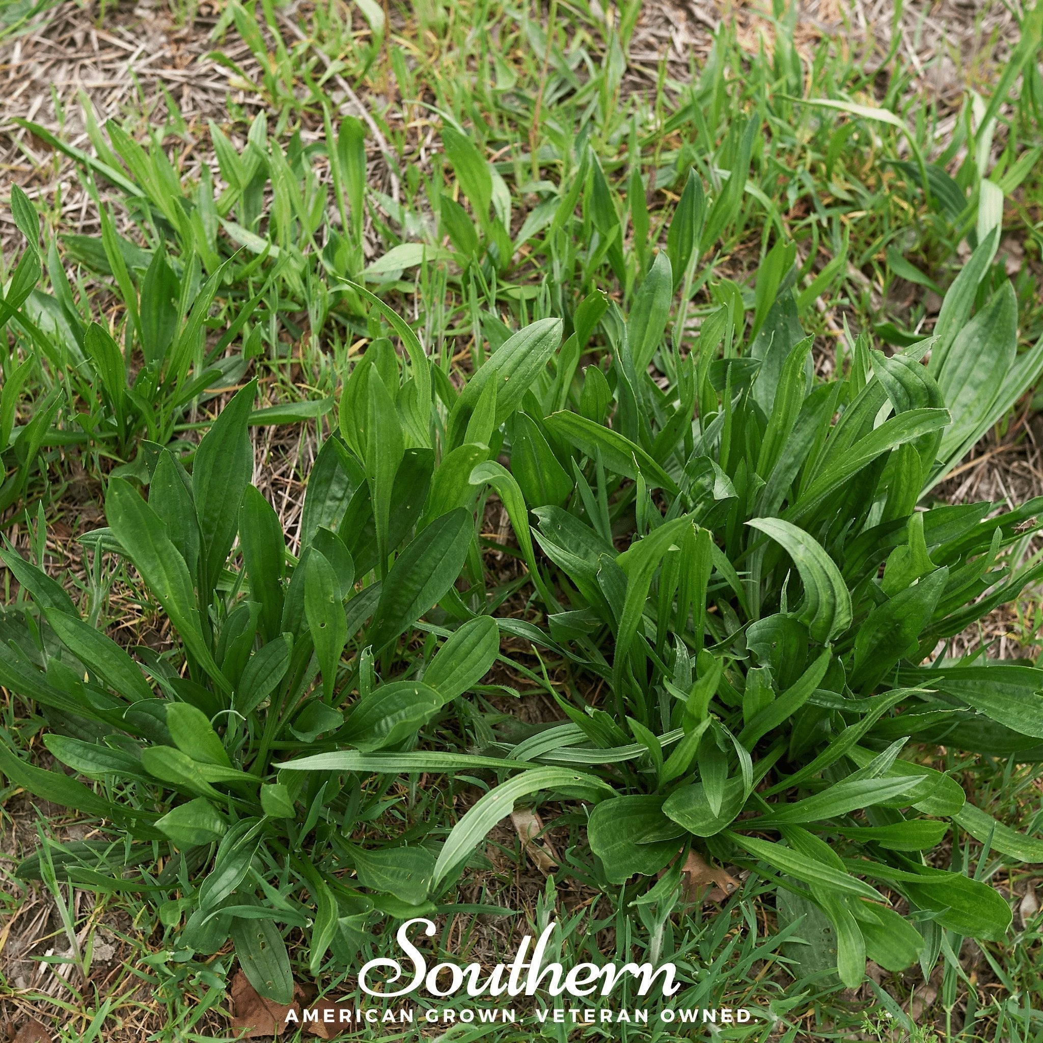 Plantain, English (Plantago lanceolata) - 100 Seeds seed packet from Seed Therapy – American - grown, heirloom seeds