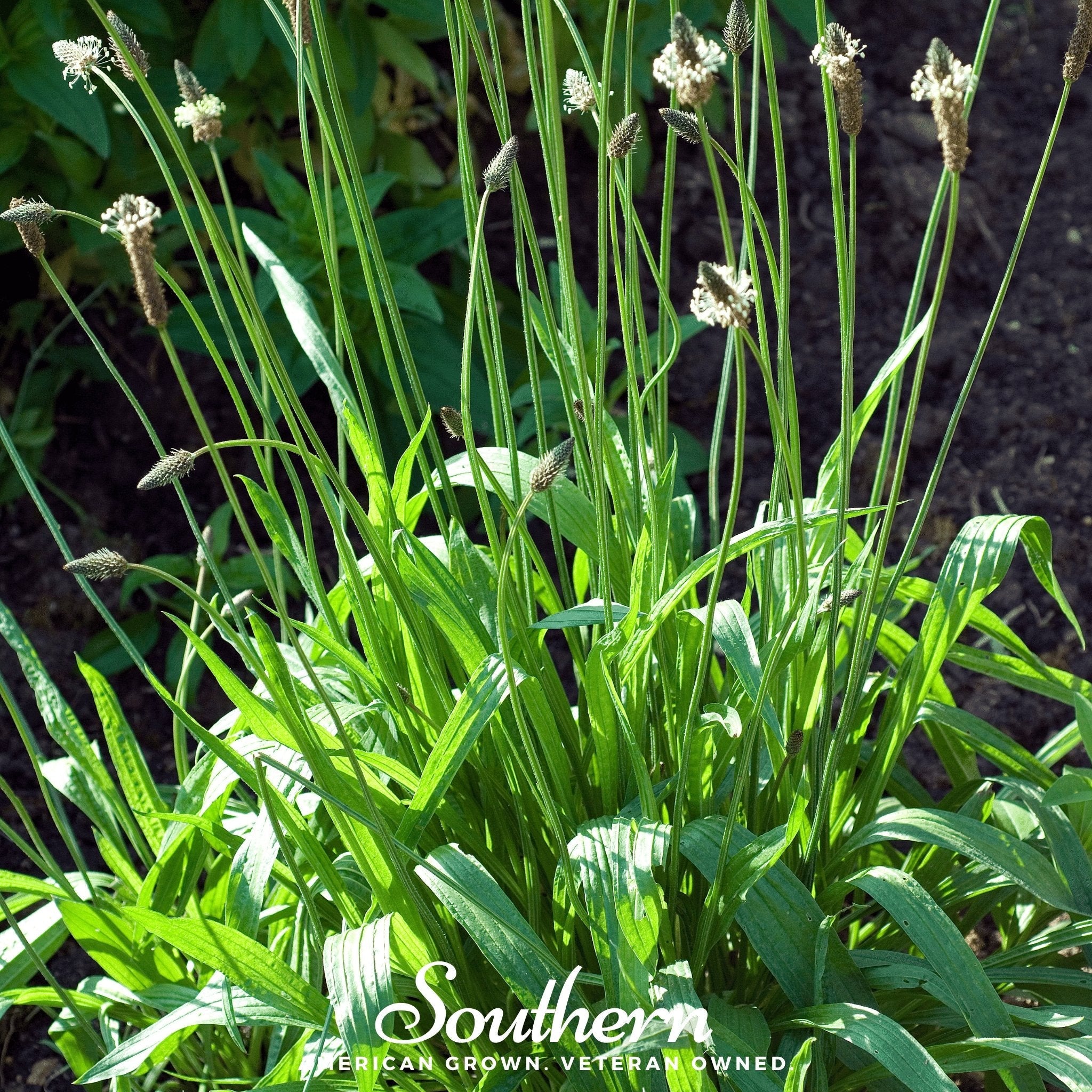 Plantain, English (Plantago lanceolata) - 100 Seeds seed packet from Seed Therapy – American - grown, heirloom seeds