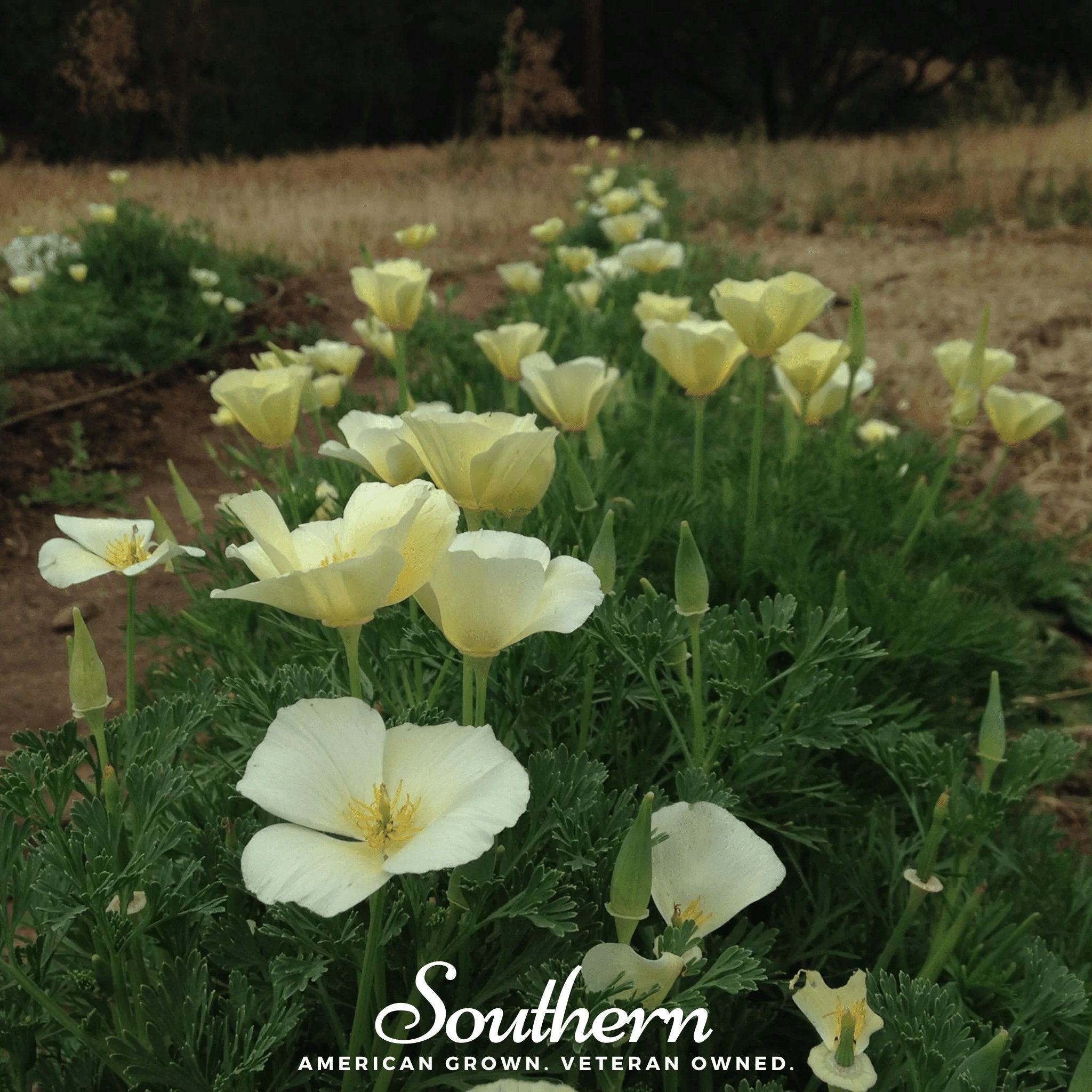 Poppy, California Ivory Castle (Eschscholzia californica) - 50 Seeds seed packet from Seed Therapy – American - grown, heirloom seeds