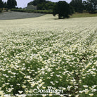 Poppy, California Ivory Castle (Eschscholzia californica) - 50 Seeds seed packet from Seed Therapy – American - grown, heirloom seeds