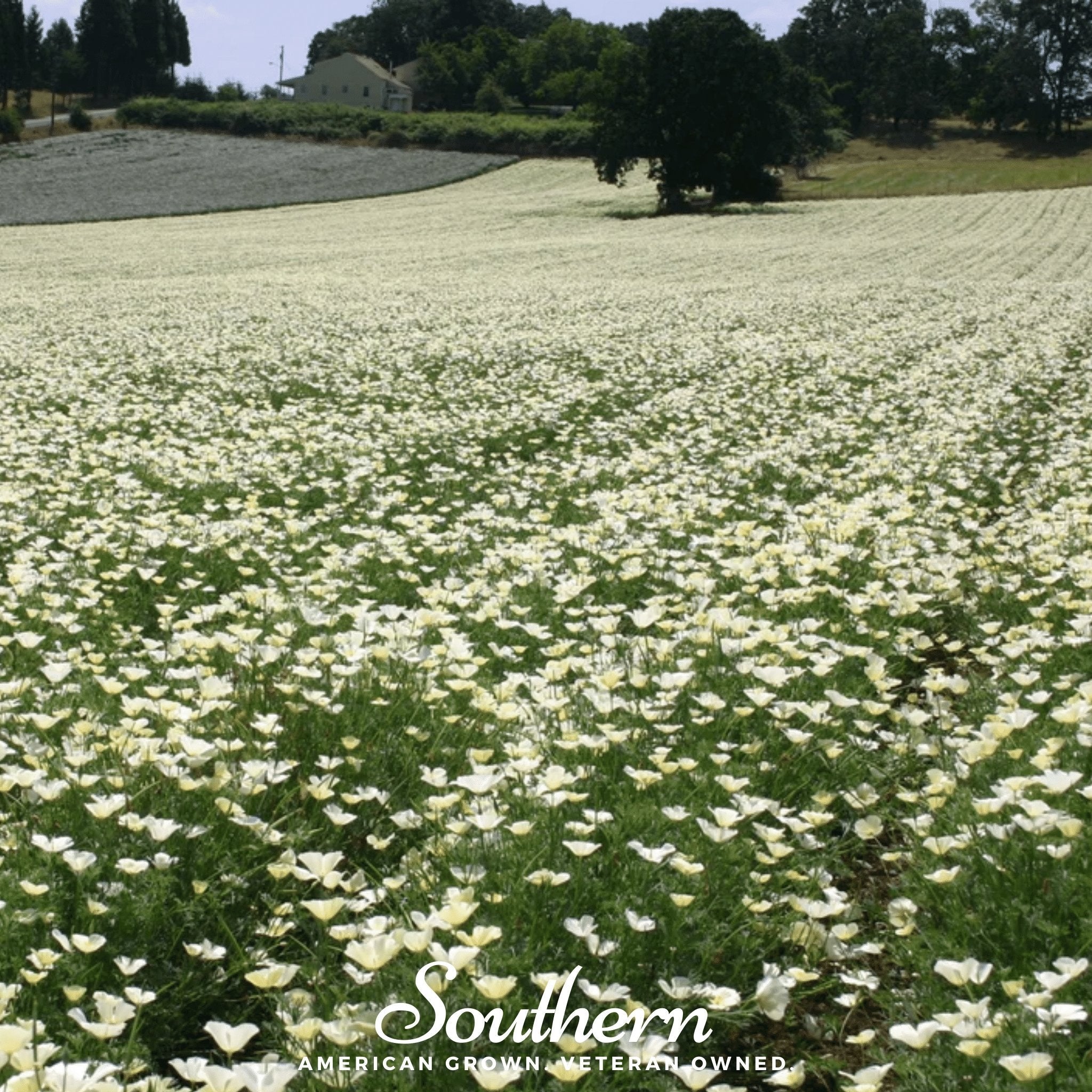 Poppy, California Ivory Castle (Eschscholzia californica) - 50 Seeds seed packet from Seed Therapy – American - grown, heirloom seeds