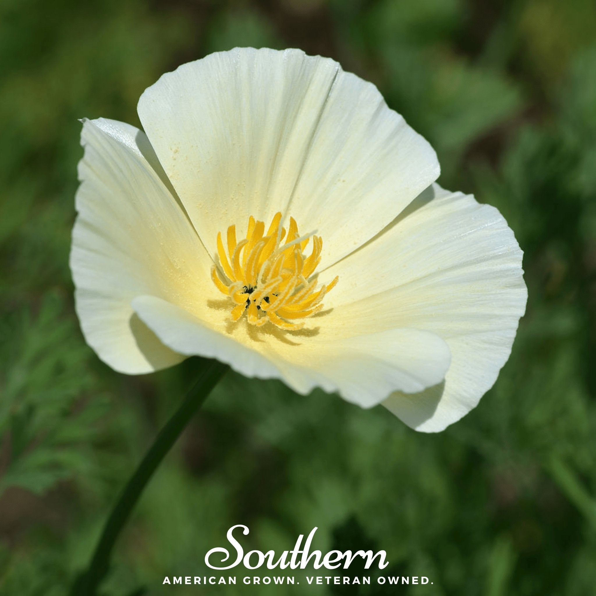 Poppy, California Ivory Castle (Eschscholzia californica) - 50 Seeds seed packet from Seed Therapy – American - grown, heirloom seeds