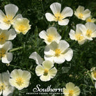 Poppy, California Ivory Castle (Eschscholzia californica) - 50 Seeds seed packet from Seed Therapy – American - grown, heirloom seeds