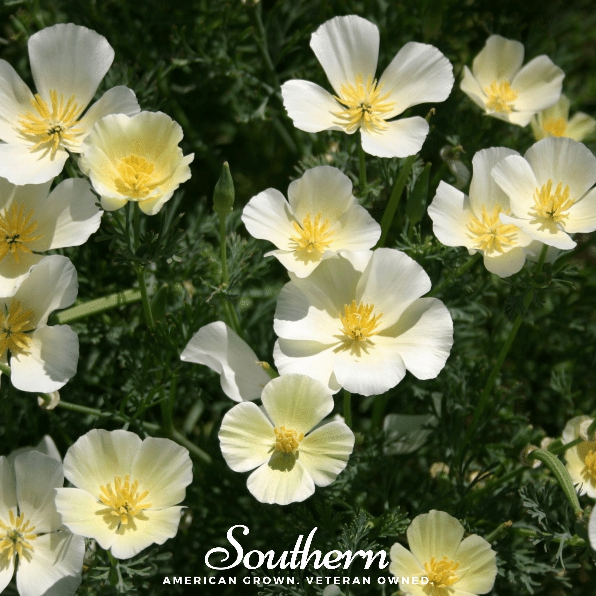 Poppy, California Ivory Castle (Eschscholzia californica) - 50 Seeds seed packet from Seed Therapy – American - grown, heirloom seeds
