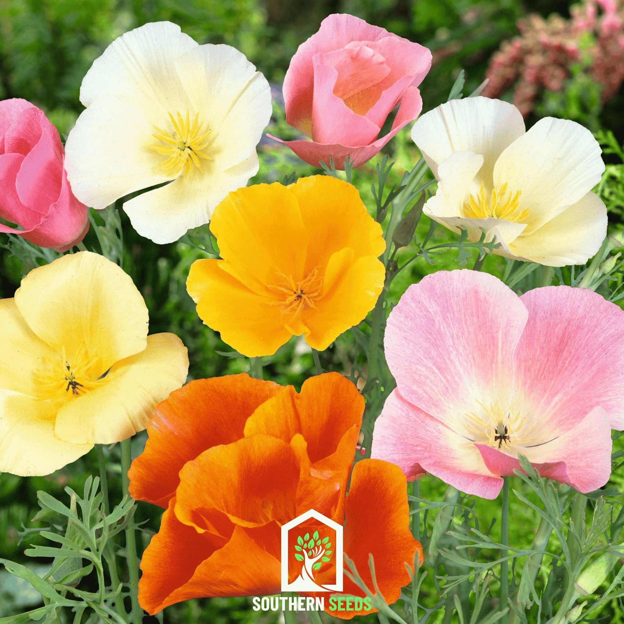 Poppy, California Mix (Eschscholzia californica) - 200 Seeds seed packet from Seed Therapy – American - grown, heirloom seeds
