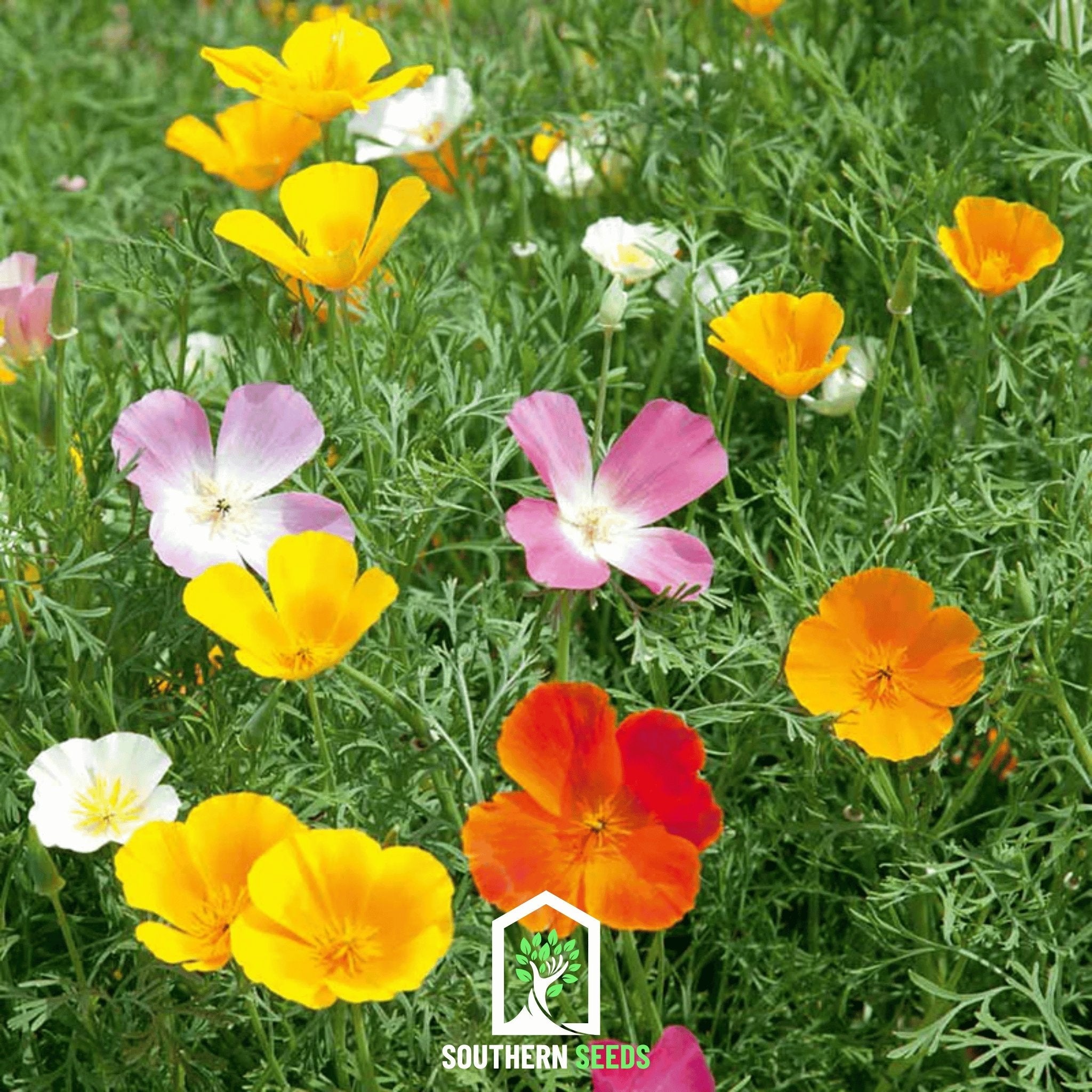 Poppy, California Mix (Eschscholzia californica) - 200 Seeds seed packet from Seed Therapy – American - grown, heirloom seeds