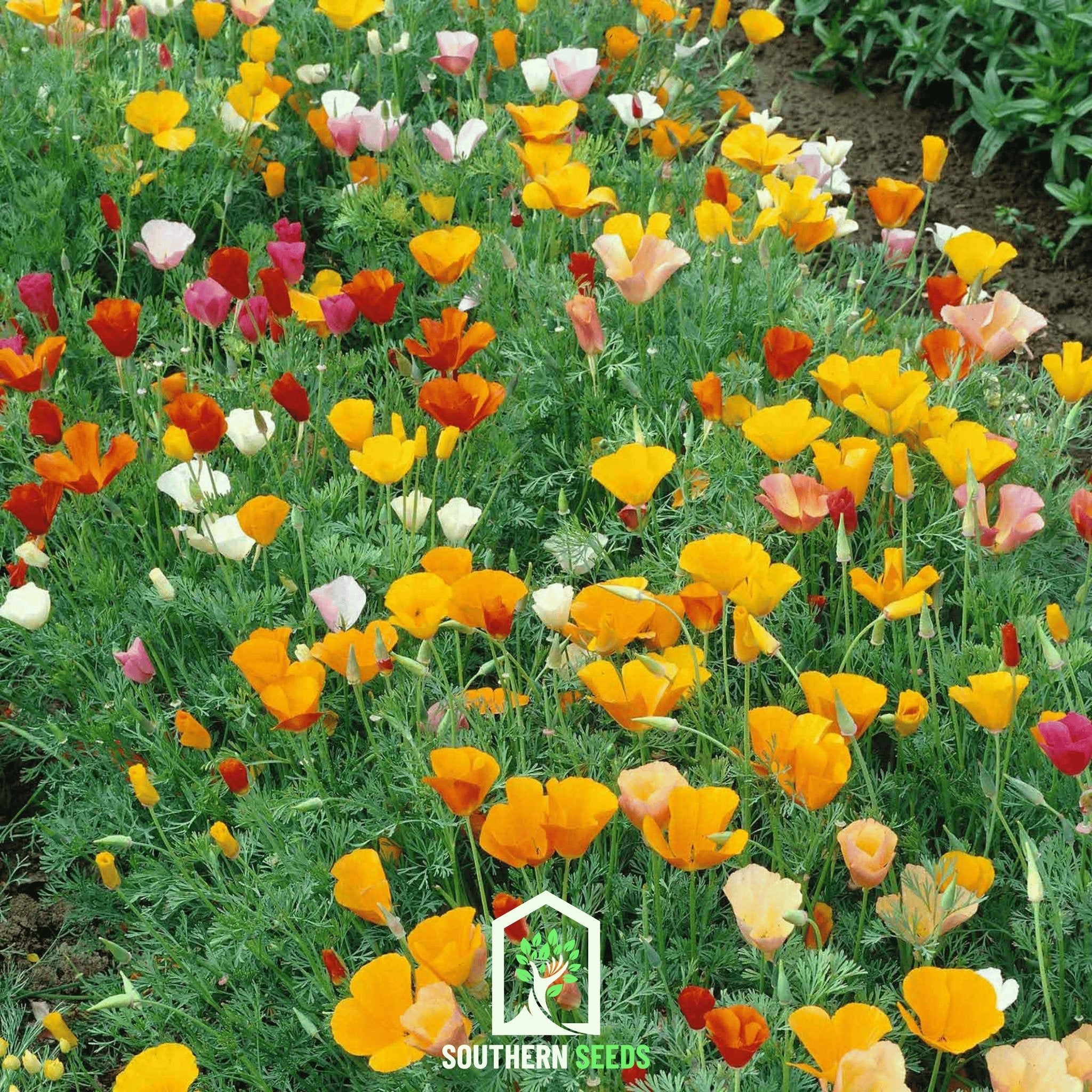 Poppy, California Mix (Eschscholzia californica) - 200 Seeds seed packet from Seed Therapy – American - grown, heirloom seeds