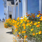 Poppy, California Orange (Eschscholzia californica) - 200 Seeds seed packet from Seed Therapy – American - grown, heirloom seeds