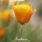 Poppy, California Orange (Eschscholzia californica) - 200 Seeds seed packet from Seed Therapy – American - grown, heirloom seeds